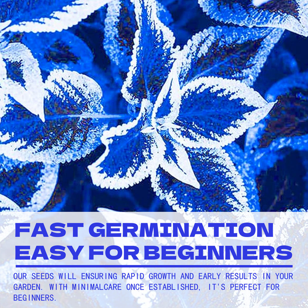 Painted Nettle Foliage Mix Coleus Seeds Blue and white leaf pattern with text about fast germination and ease for beginners.
