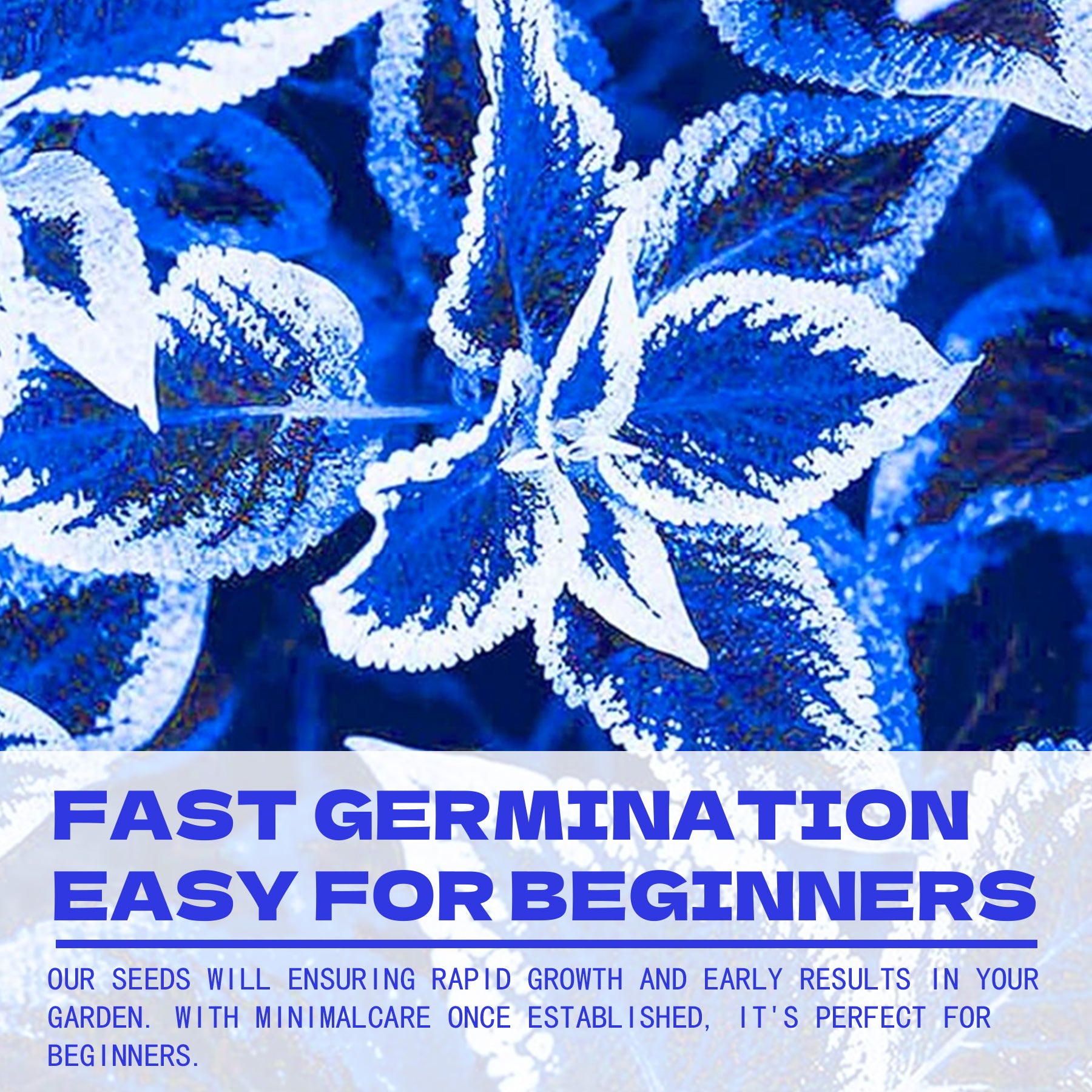 Painted Nettle Foliage Mix Coleus Seeds Blue and white leaf pattern with text about fast germination and ease for beginners.