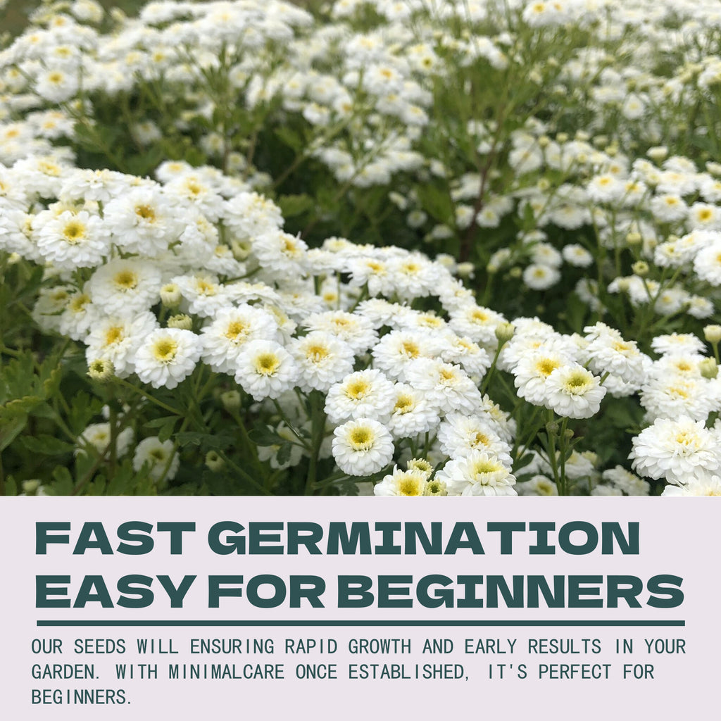 White Wonder Matricaria Feverfew Tetra Seeds with text about fast germination and ease for beginners.