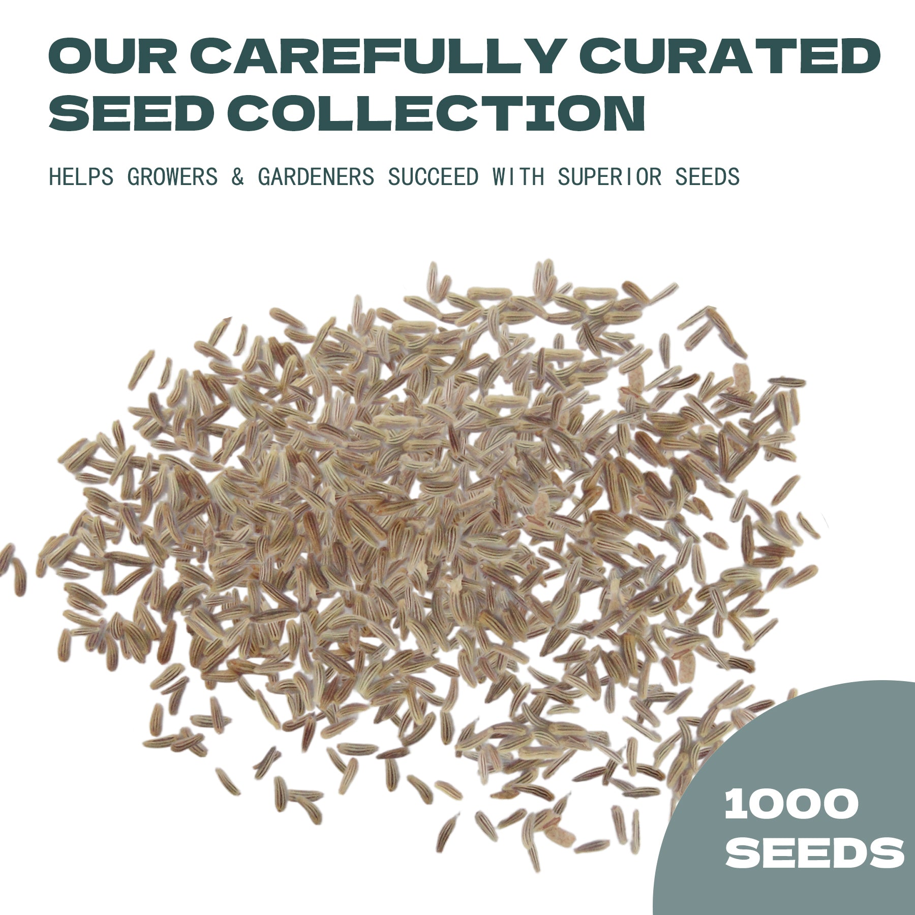 White Wonder Matricaria Feverfew Tetra Seeds collection with text about a curated seed collection for growers and gardeners.
