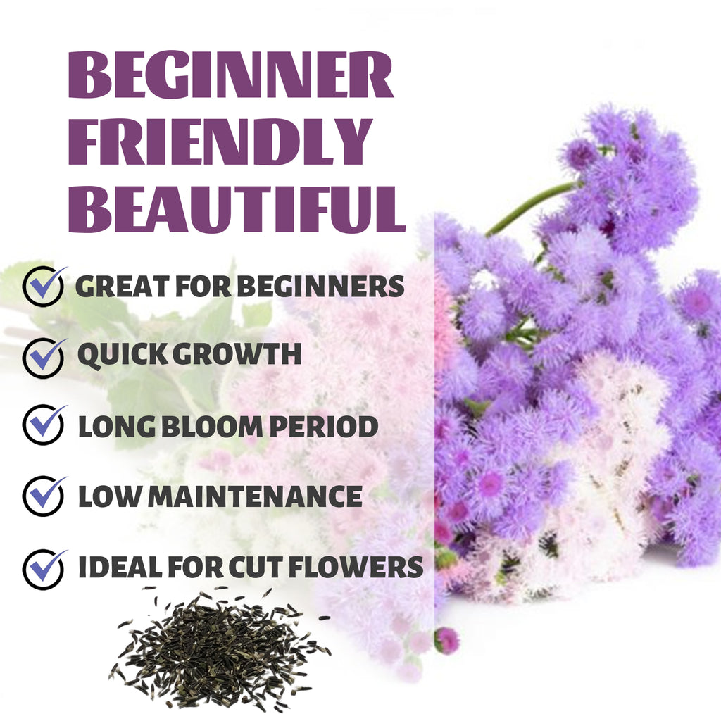 Packet of premium non-GMO Ageratum flower seeds.