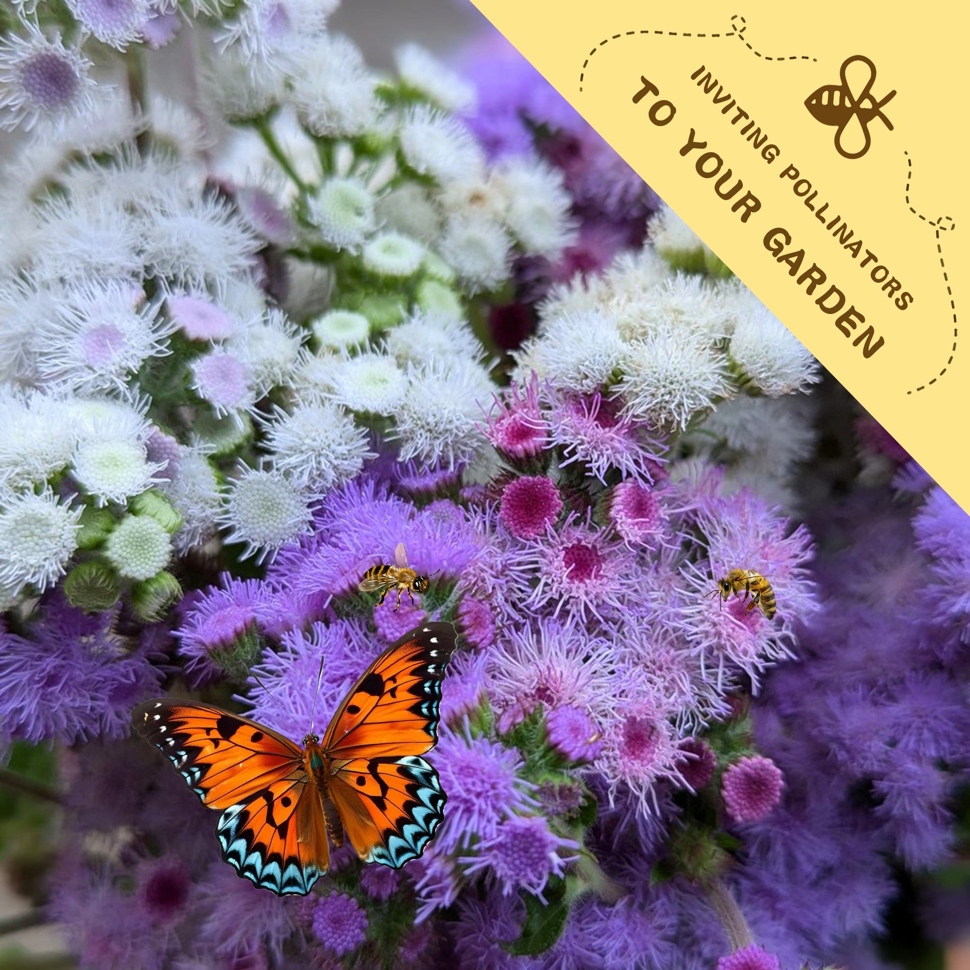 Garden border filled with mixed color Ageratum blooms in summer.