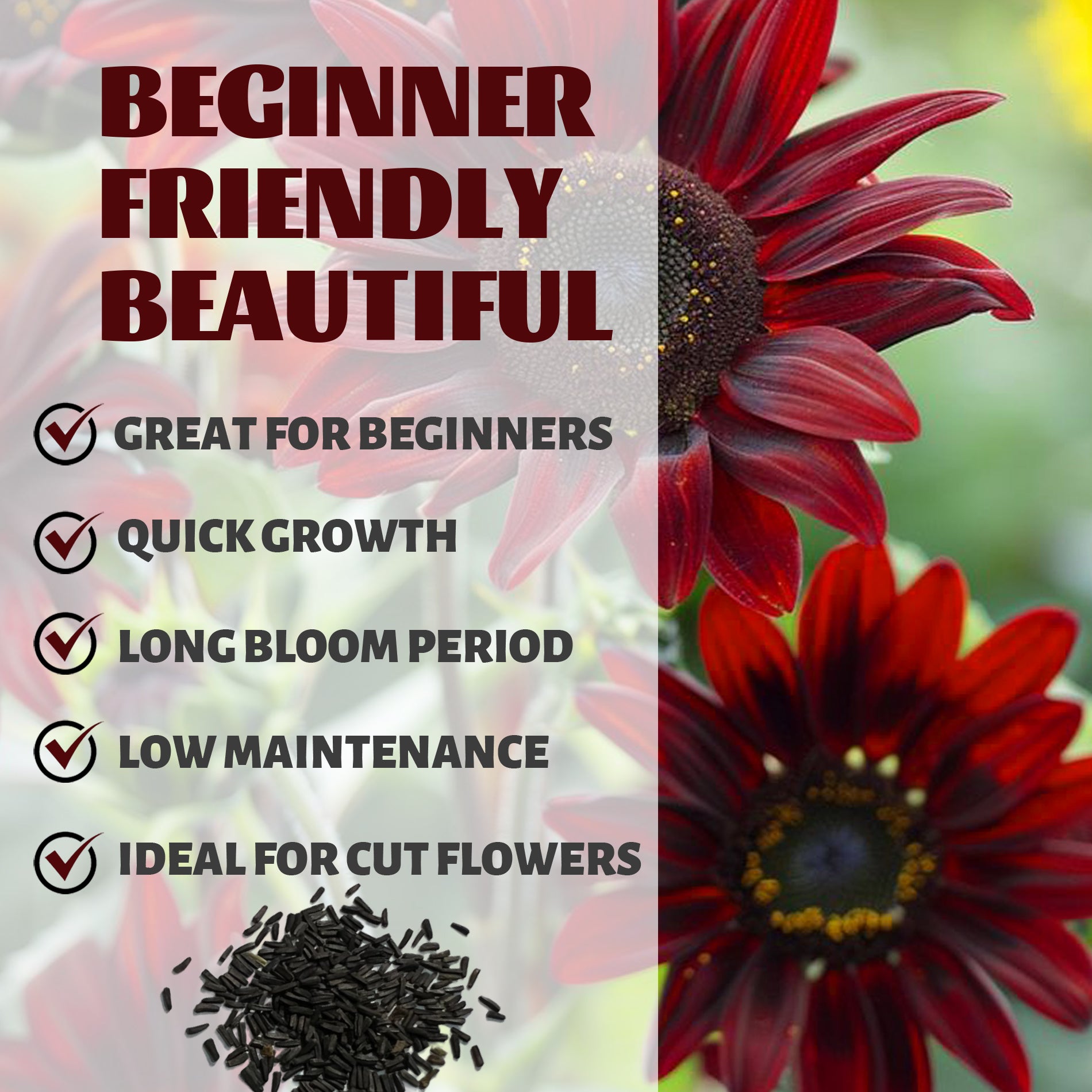 rudbeckia seed planting instructions Rudbeckia Seeds Red and Yellow