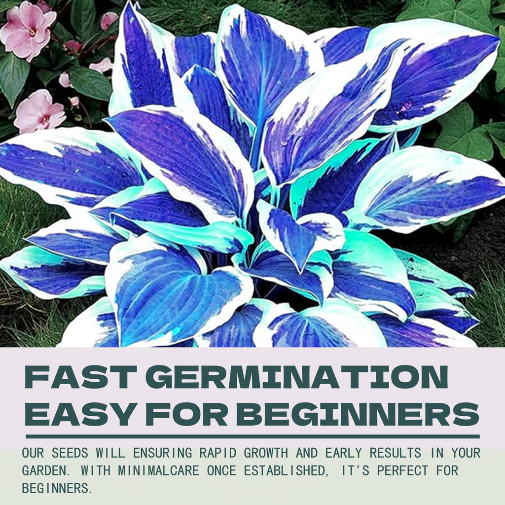Blue and white hosta plant with text about seed germination and ease for beginners.