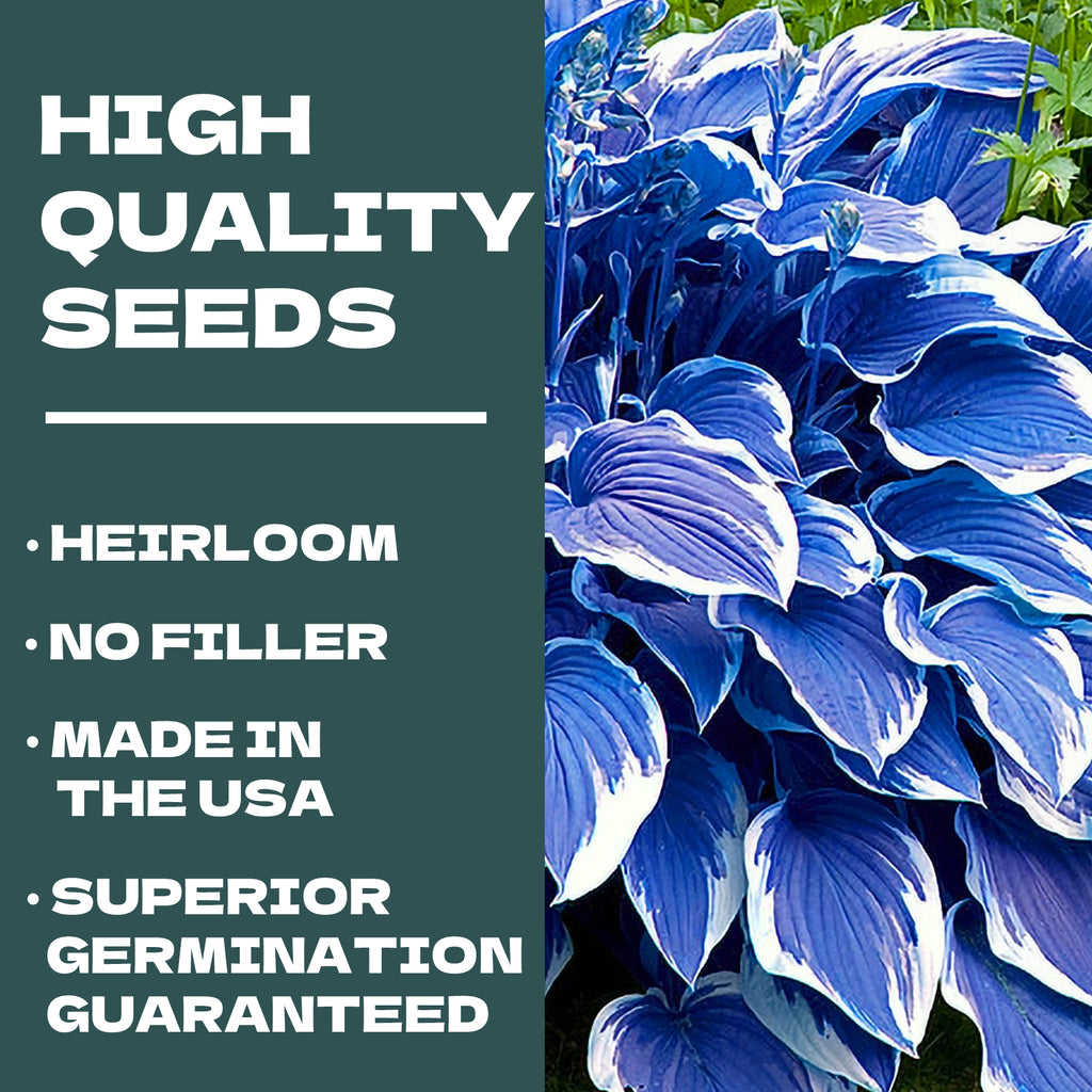 Blue and white hosta plant with text about high-quality seeds on a green background