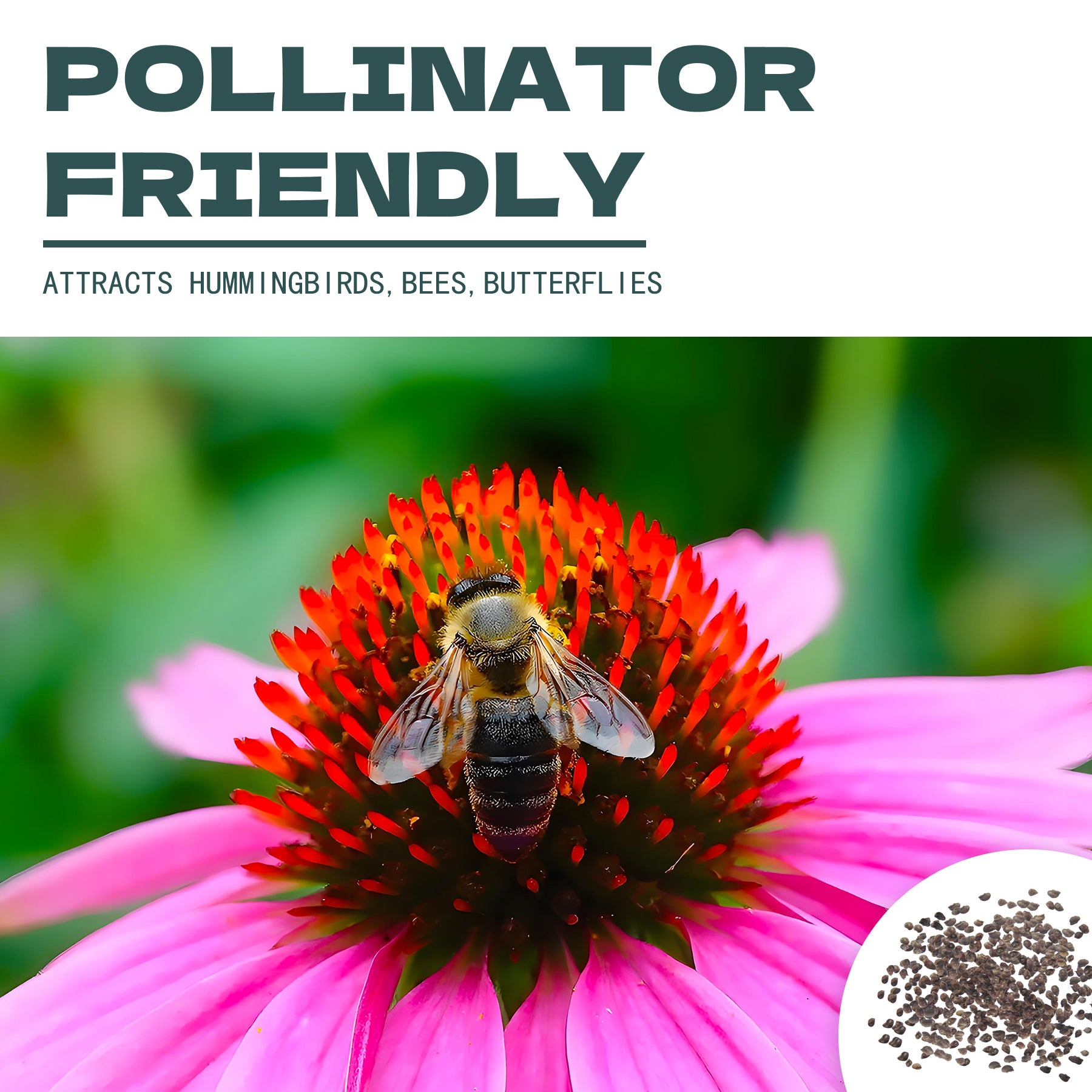 Bee on a Hosta Seeds - Plantain Lily Shade Perennial flower with text about pollinator-friendly plants.