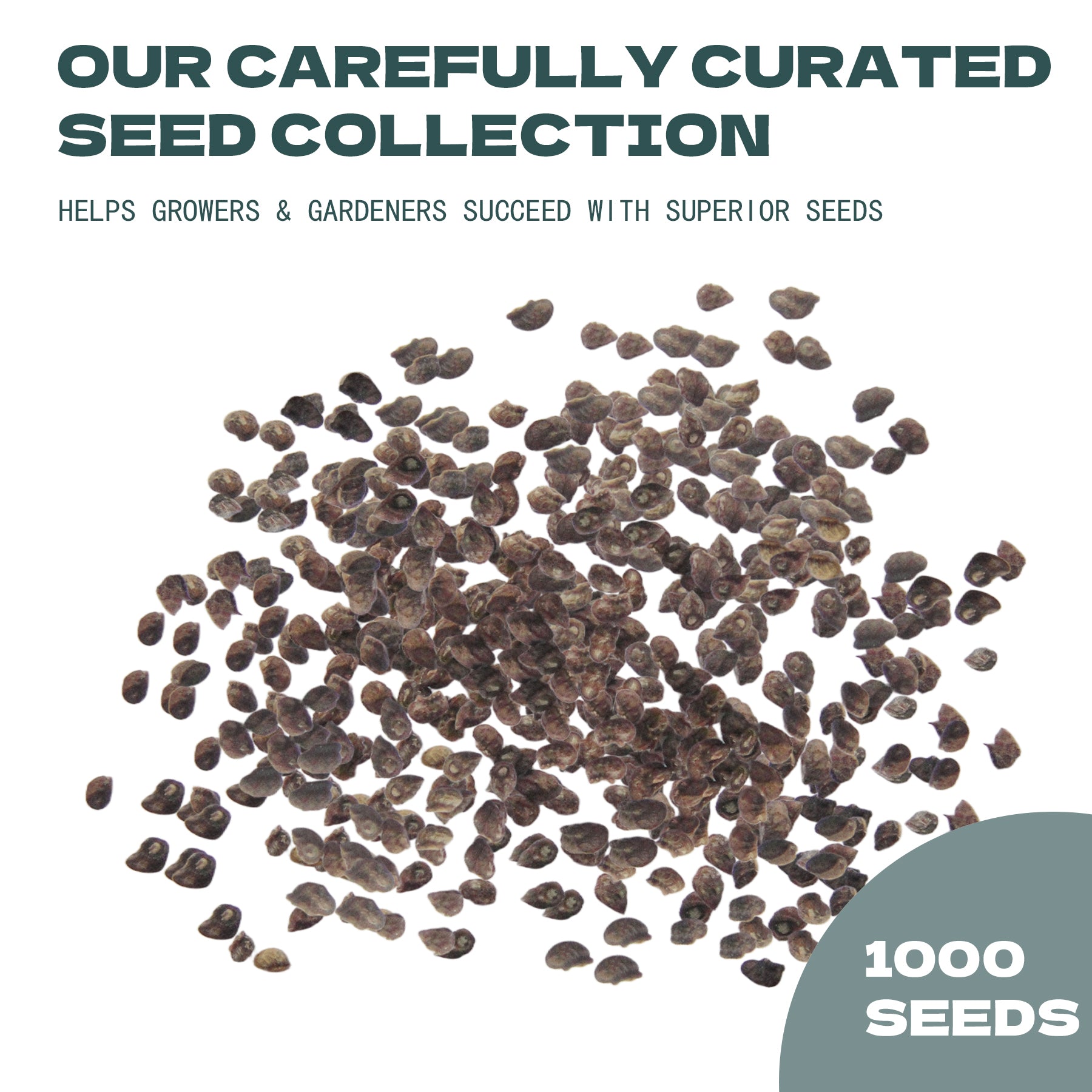 Hosta Seeds - Plantain Lily Shade Perennial collection with text about a curated seed collection for growers and gardeners.