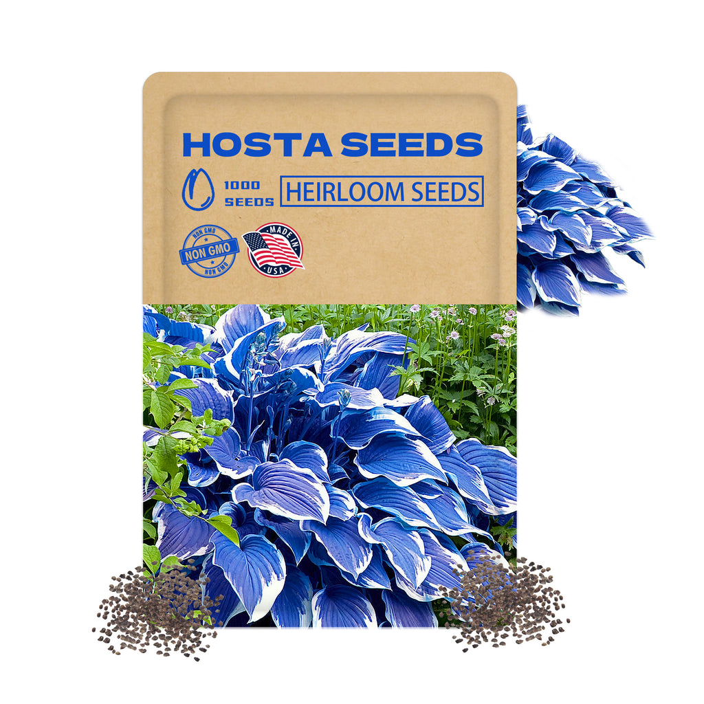 Hosta seeds packaging with blue hosta plants on a white background