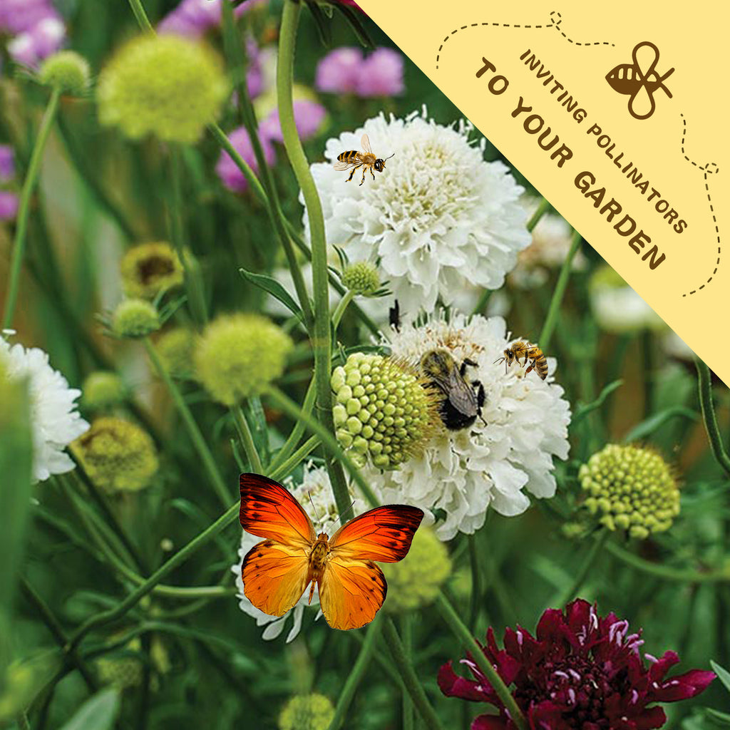 Butterfly and bees on Pincushion Flower Scabiosa Seeds flowers with a yellow banner inviting pollinators to the garden.