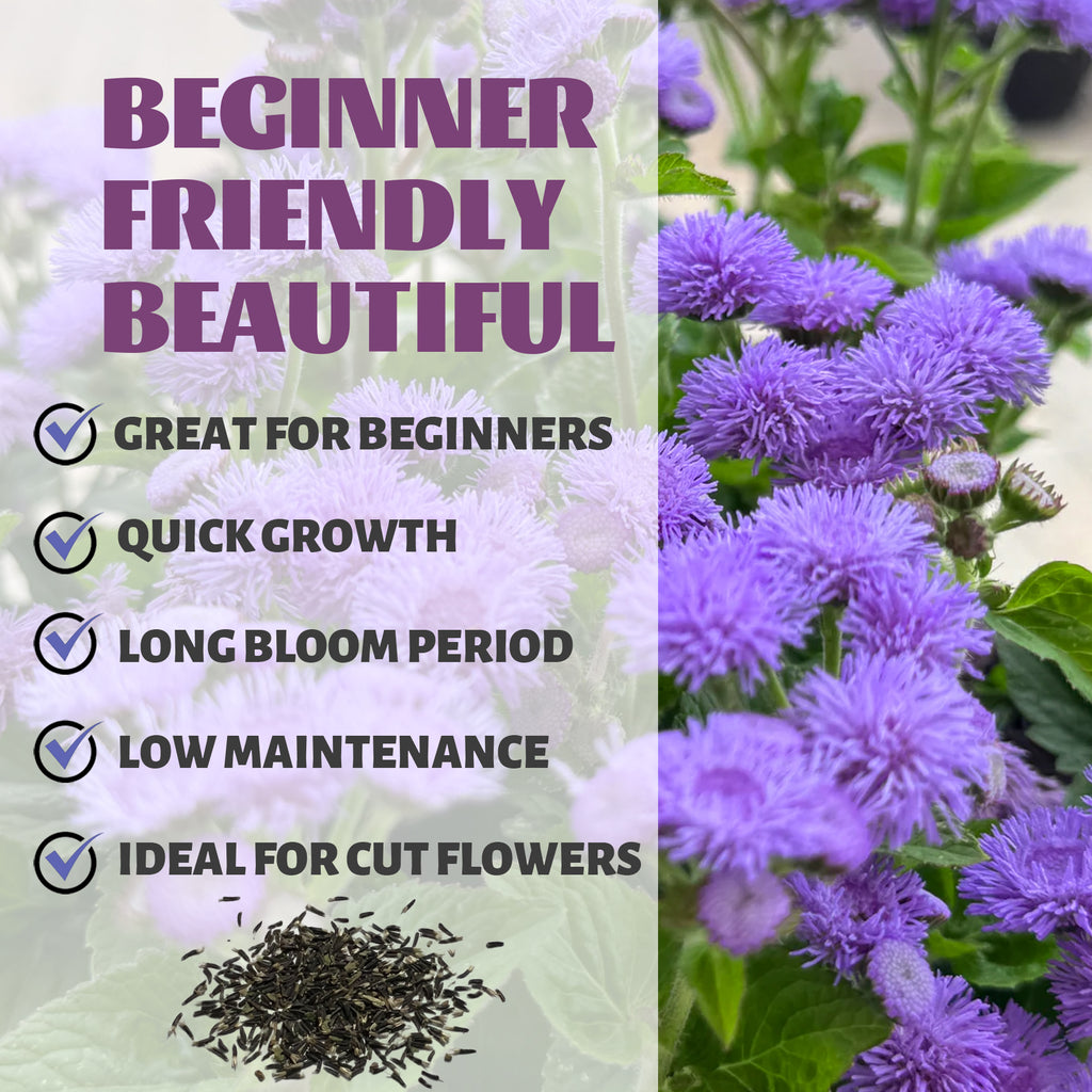  Ageratum seeds scattered in a starter tray for indoor planting.
