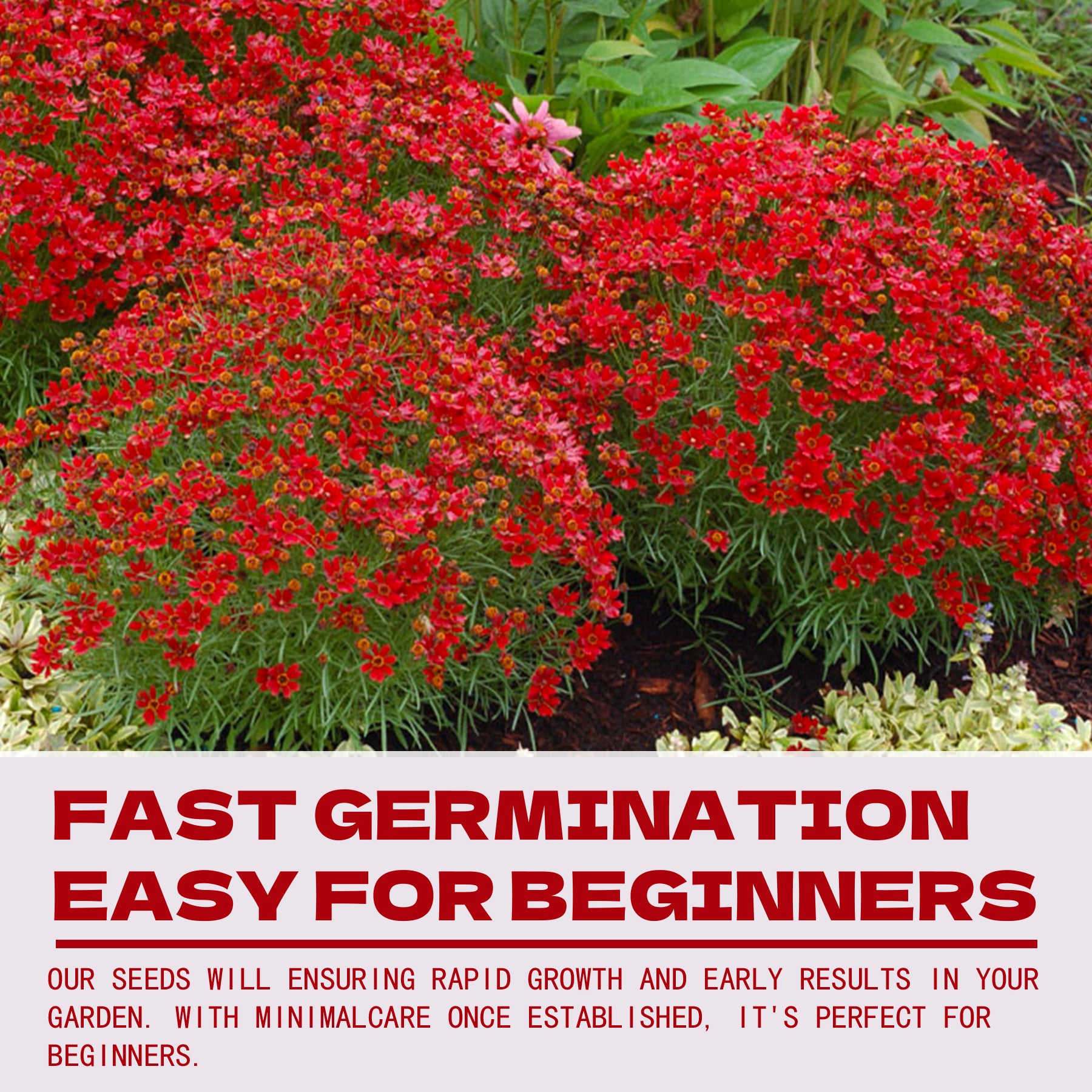 Rock Cress Seeds Red flowering plants with text about fast germination and beginner-friendliness.