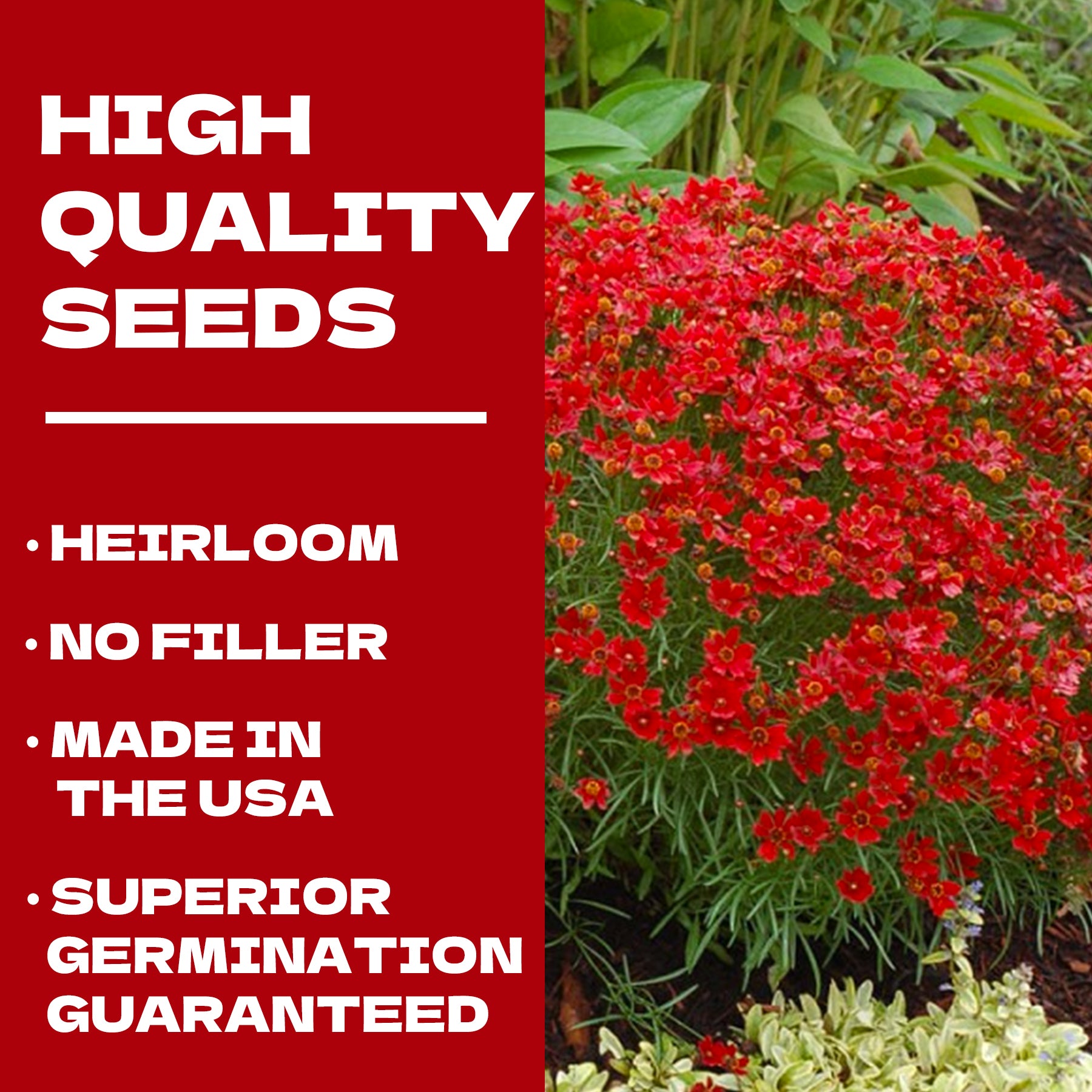 Rock Cress Seeds Red flowers with text about high-quality seeds on a red background