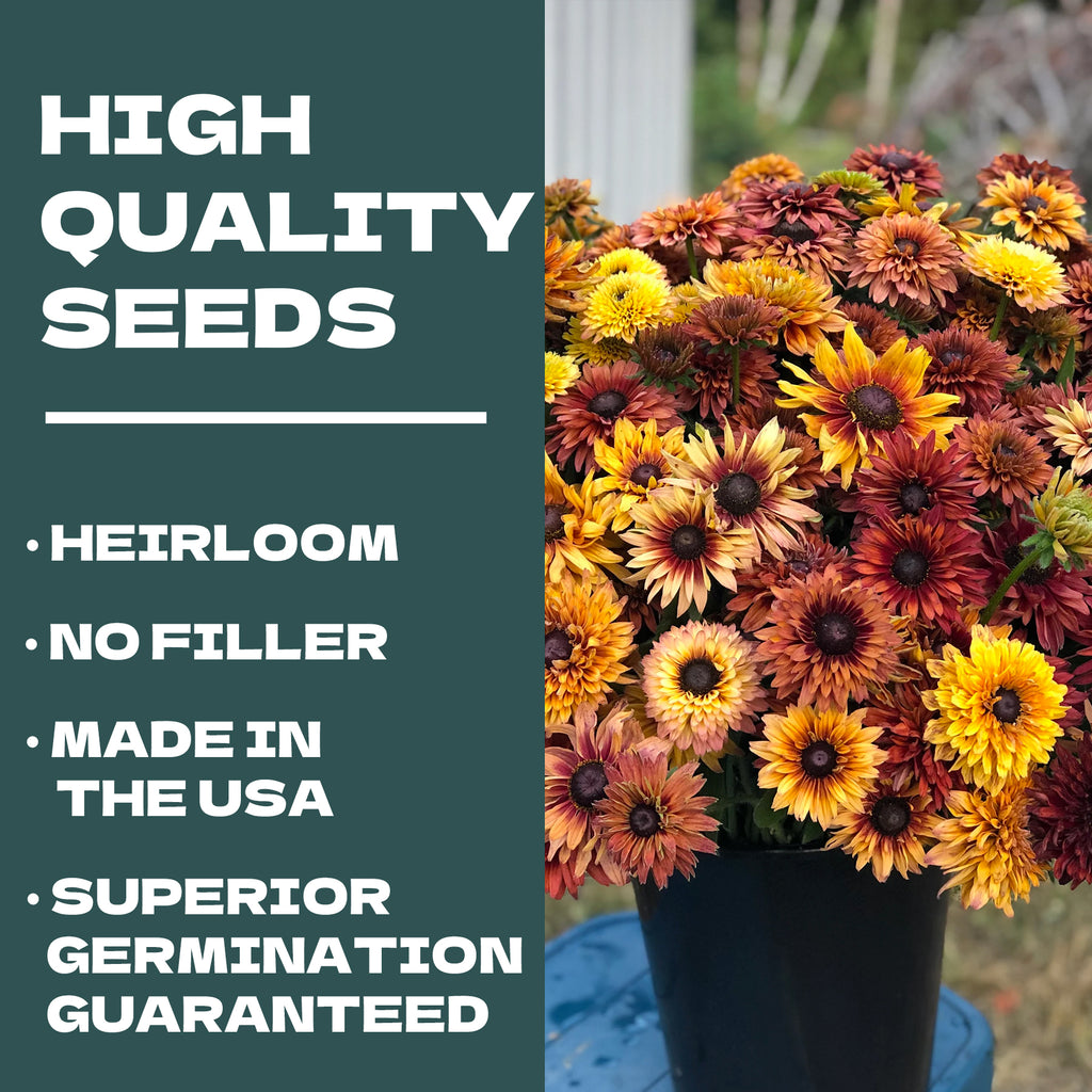 Potted Rudbeckia Seeds | Native Black-Eyed Susan plant with promotional text about high-quality seeds on a green background