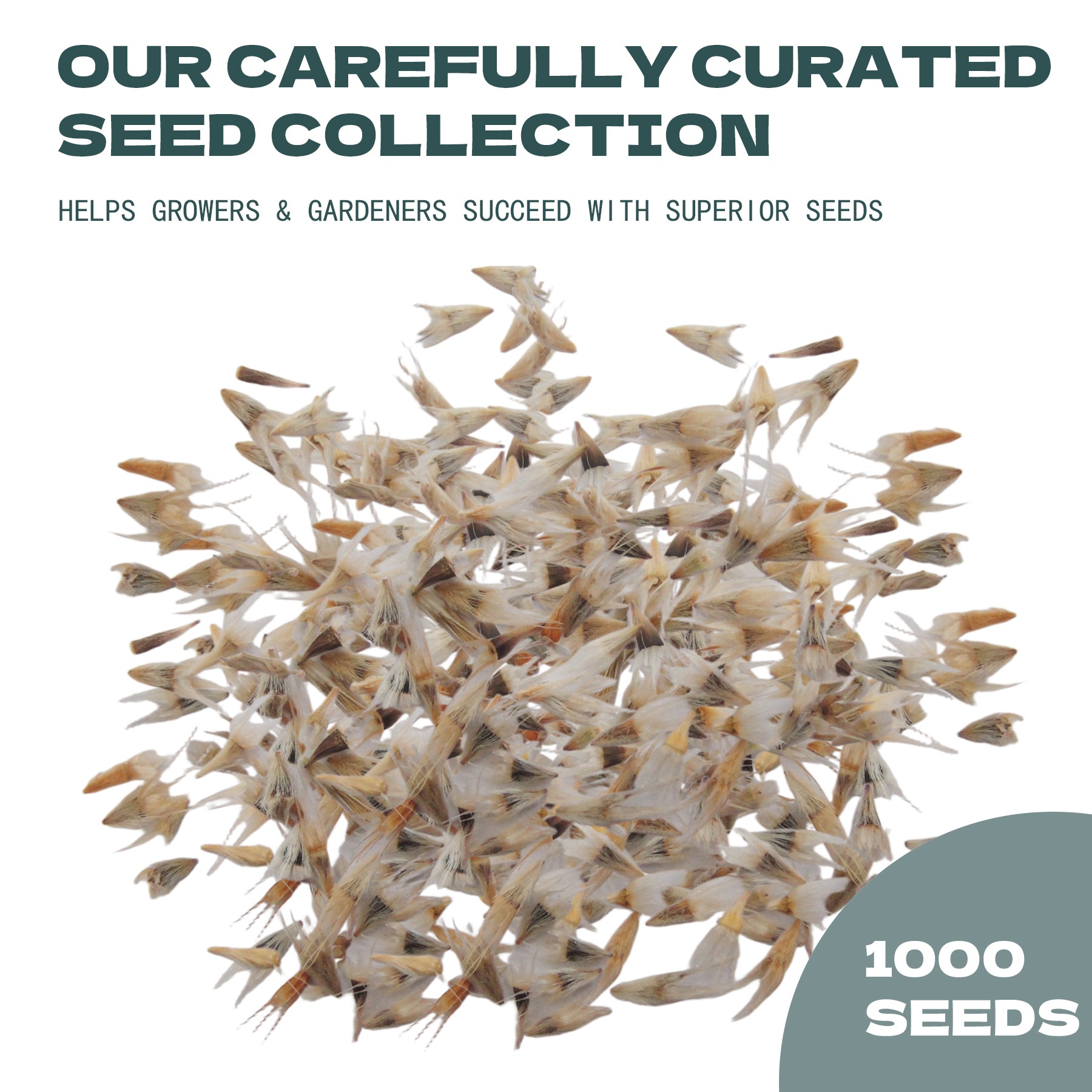 Rudbeckia Seeds | Native Black-Eyed Susan Seed collection with text about curated seed collection and superior seeds on a white background