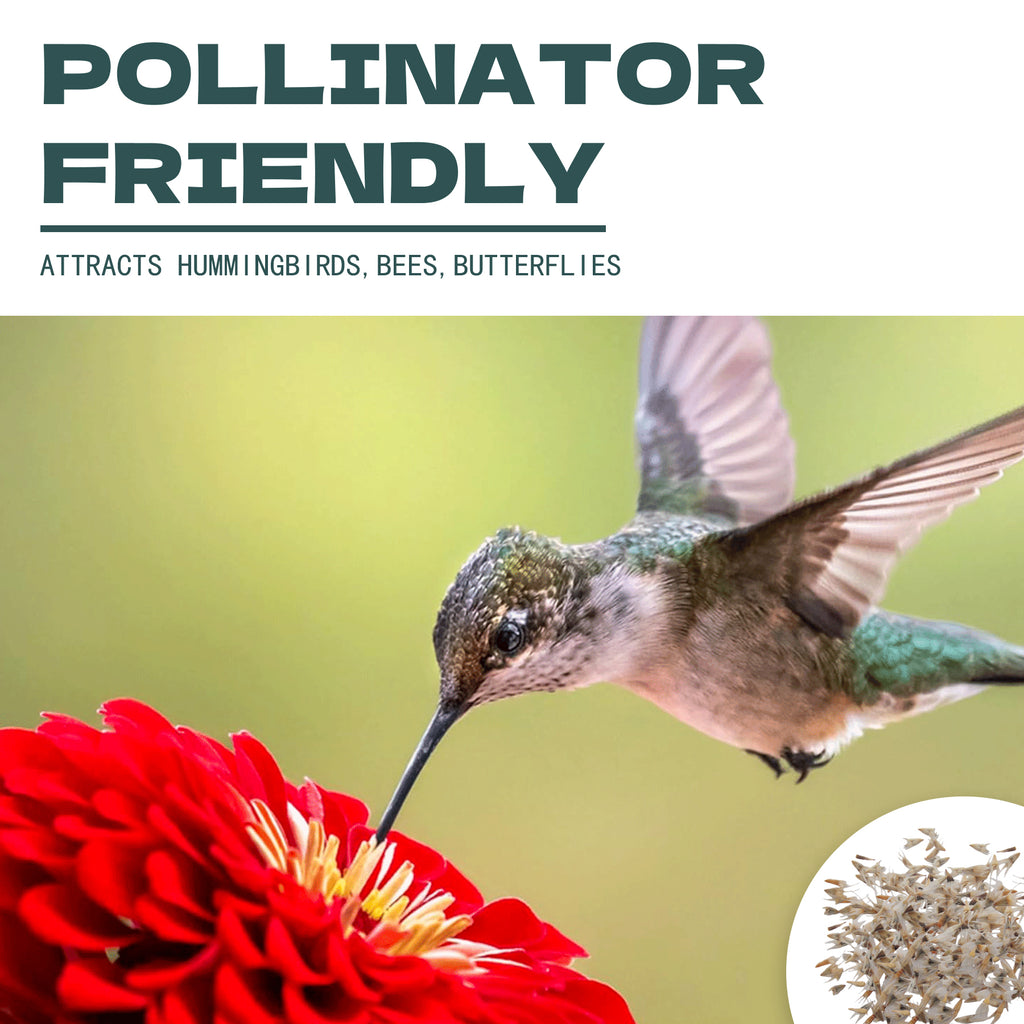 Hummingbird feeding on a red Rudbeckia Seeds | Native Black-Eyed Susan flower with text about pollinator friendliness.