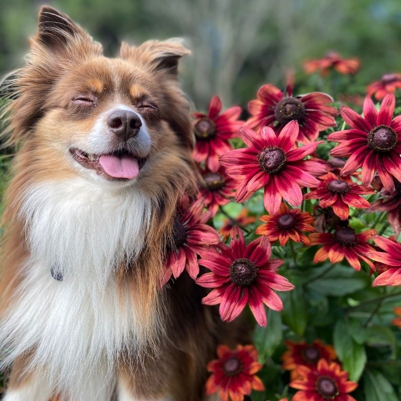 Dog among Rudbeckia Seeds | Native Black-Eyed Susan red flowers with a blurred green background