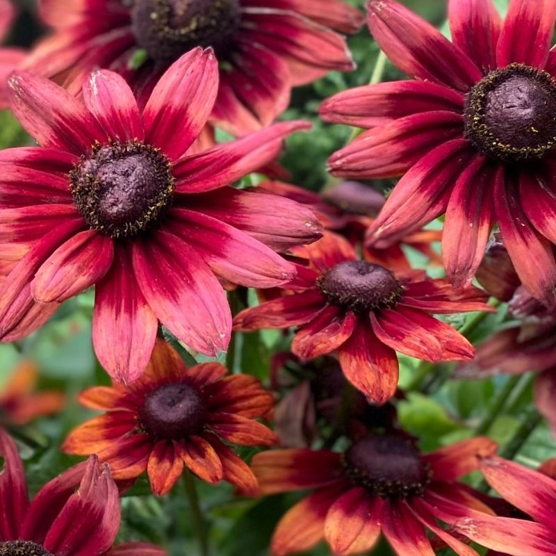 Close-up of Rudbeckia Seeds | Native Black-Eyed Susan red and orange flowers with dark centers.