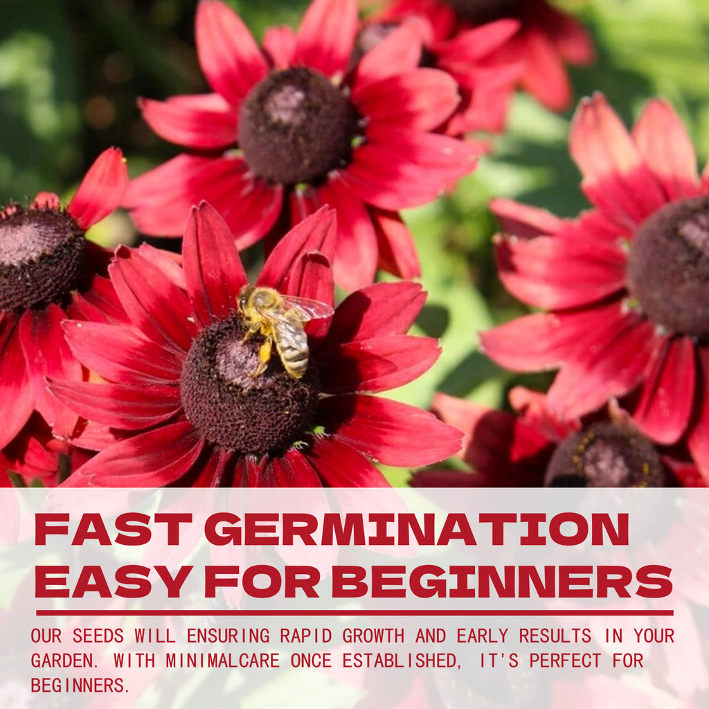 Rudbeckia Seeds | Native Black-Eyed Susan Red flowers with a bee and text about fast germination for beginners.