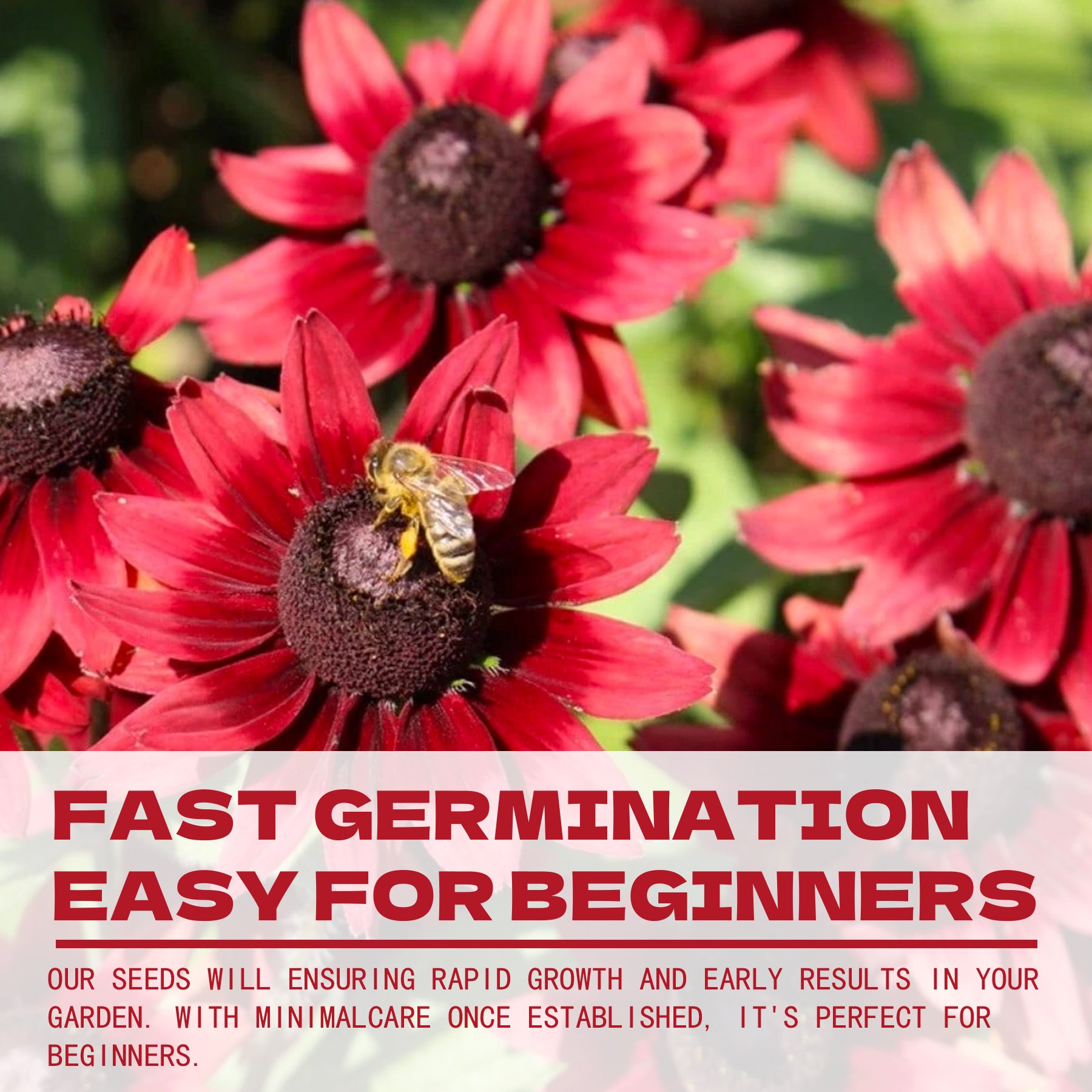 Rudbeckia Seeds | Native Black-Eyed Susan Red flowers with a bee and text about fast germination for beginners.