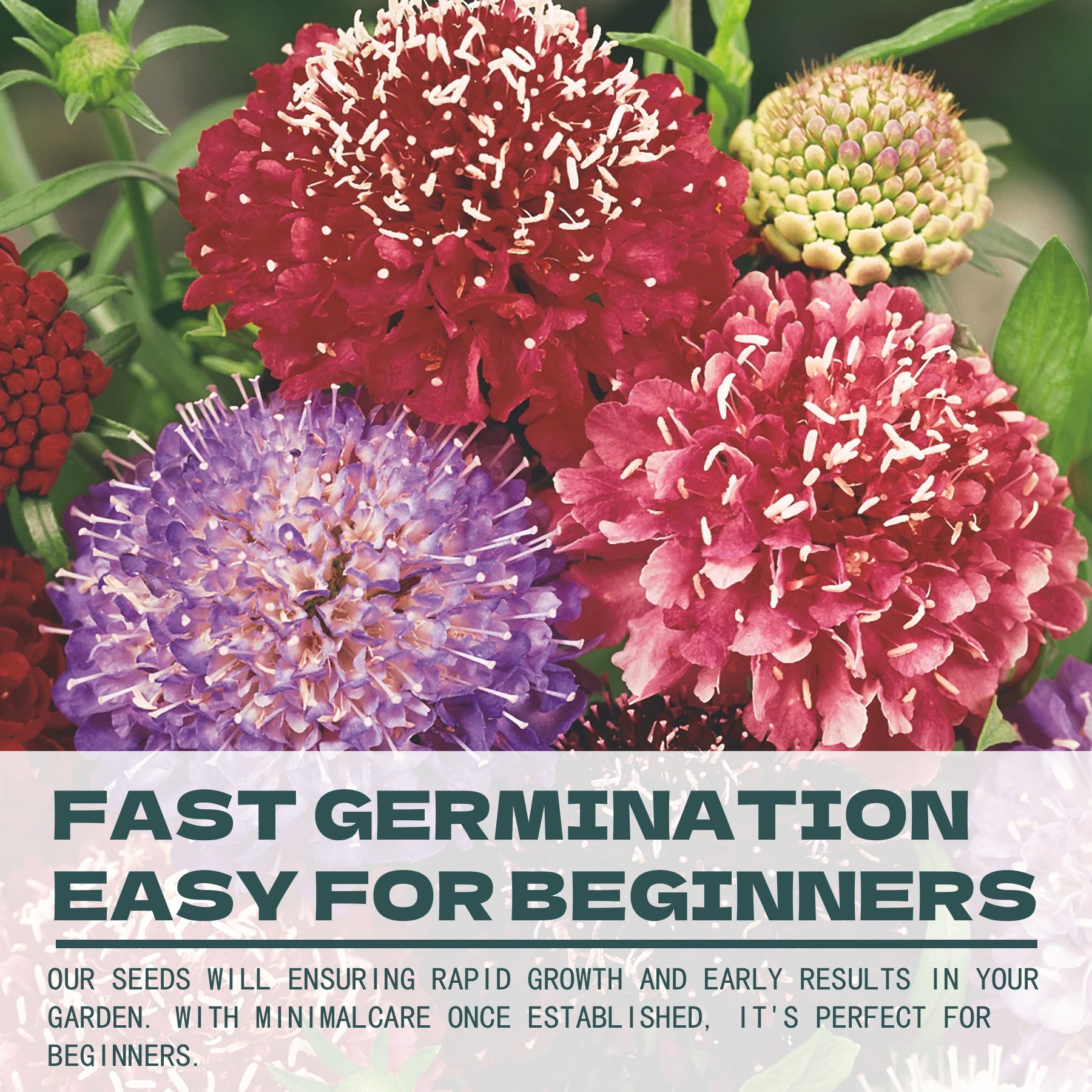 Scabiosa Seeds Colorful flowers with text about fast germination and beginner-friendly seeds.