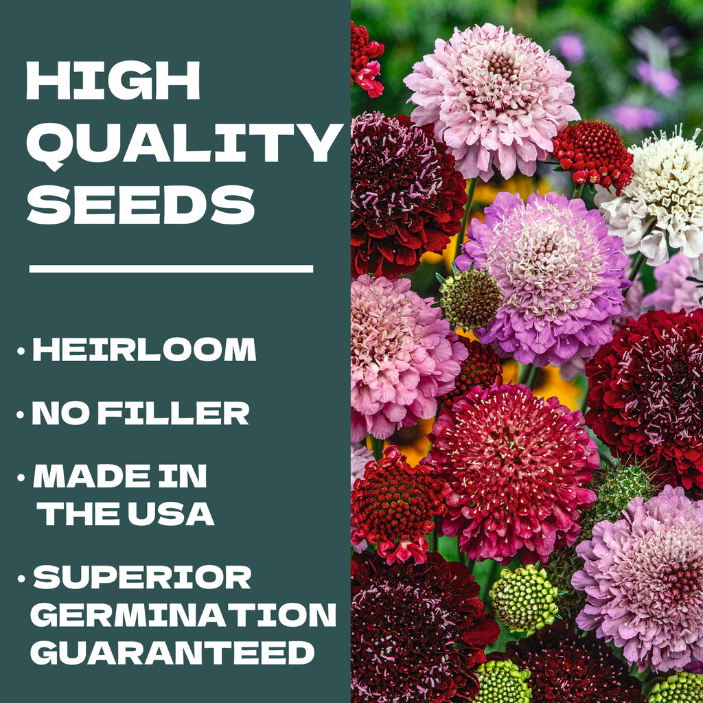 Scabiosa Seeds Colorful flowers with text about high-quality seeds, including heirloom status and superior germination guarantee.
