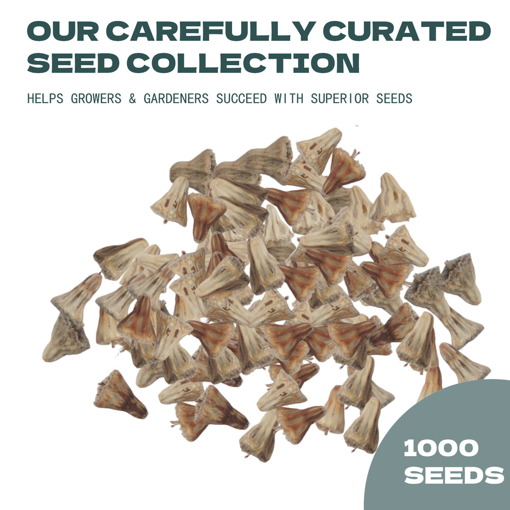 Scabiosa Seed collection with text about curated seed collection and superior seeds on a white background