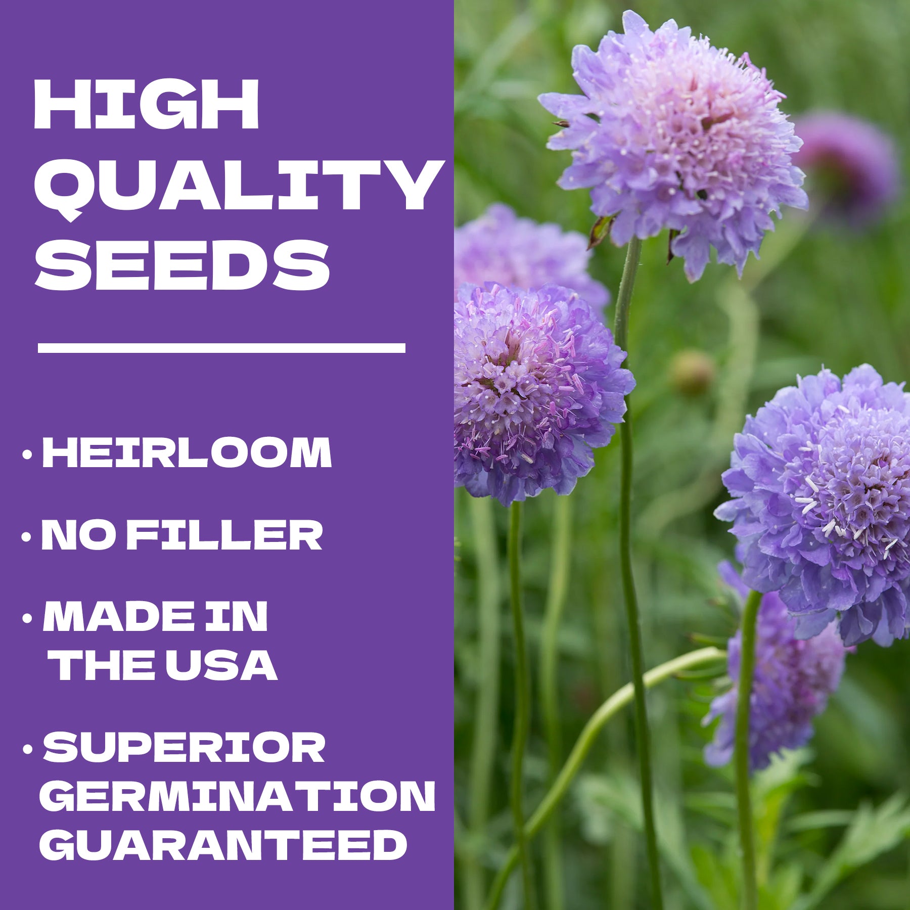Purple flowers with text about high-quality seeds on a purple background