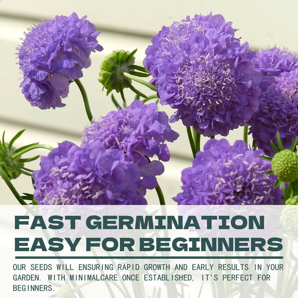 Purple Scabiosa flowers with text about fast germination and ease for beginners.