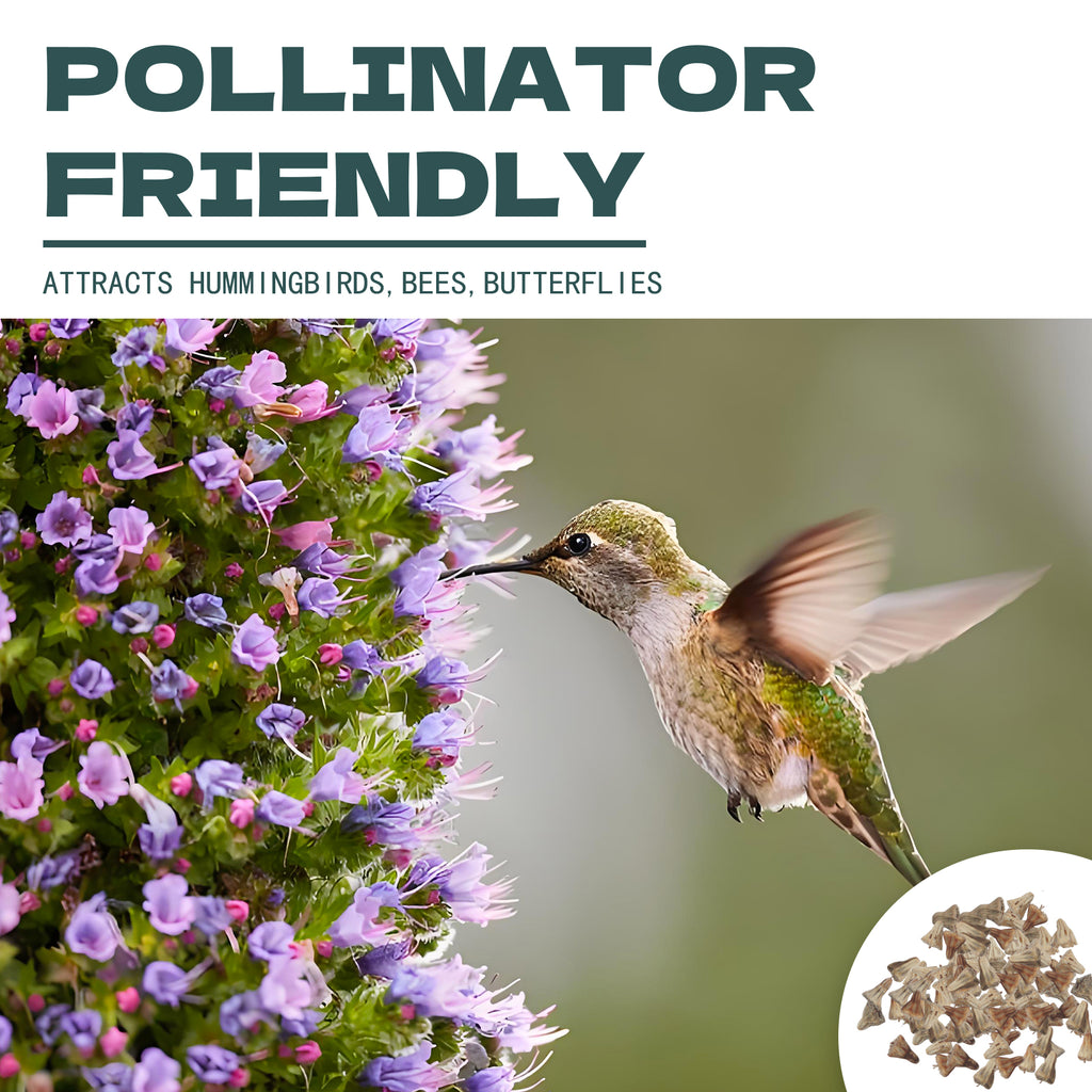 Hummingbird feeding on Scabiosa flower with text 'Pollinator Friendly' and product image.
