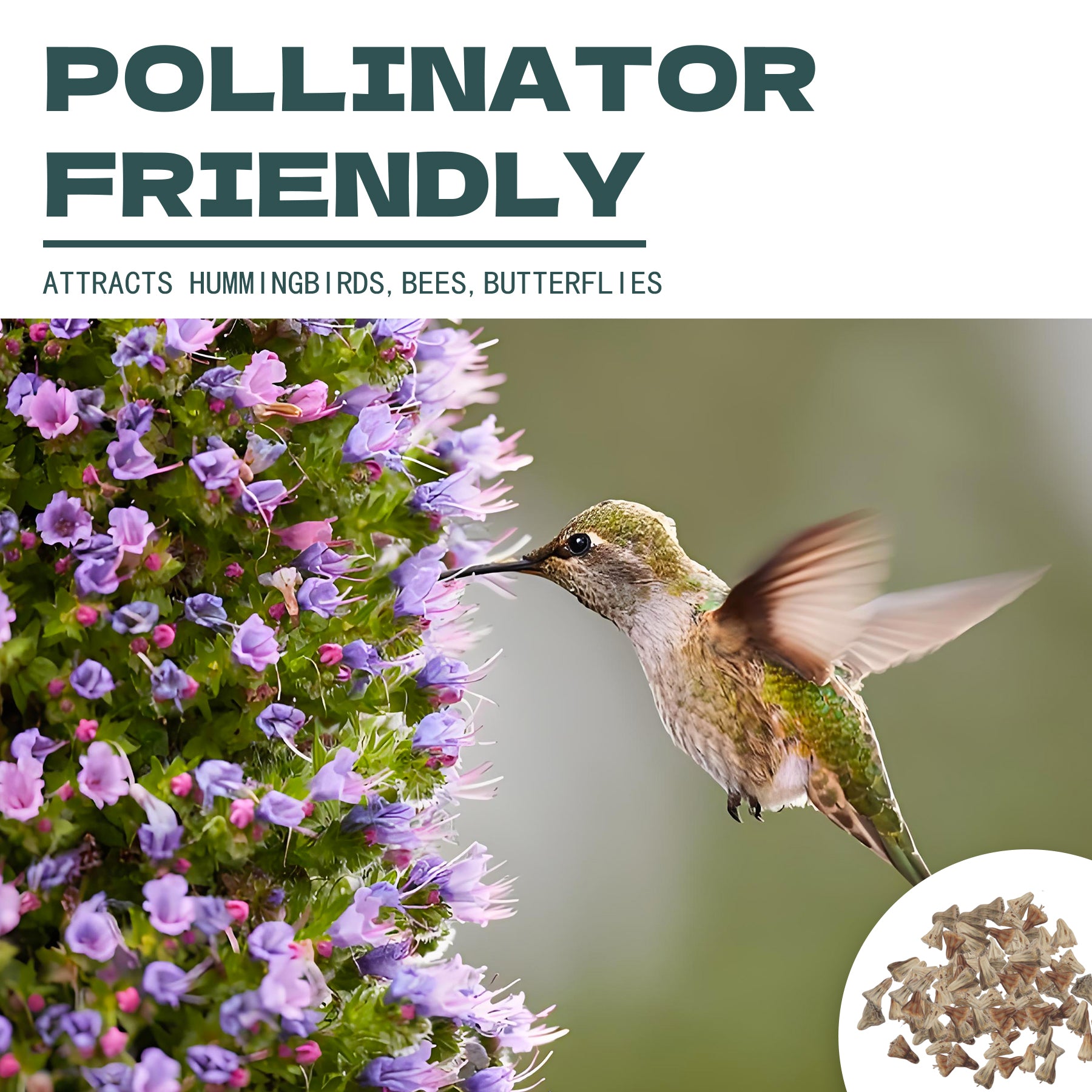 Hummingbird feeding on Scabiosa flower with text 'Pollinator Friendly' and product image.