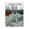 Seeds packet for Silver Lace Foliage Dusty Miller Seeds with plant image on a white background