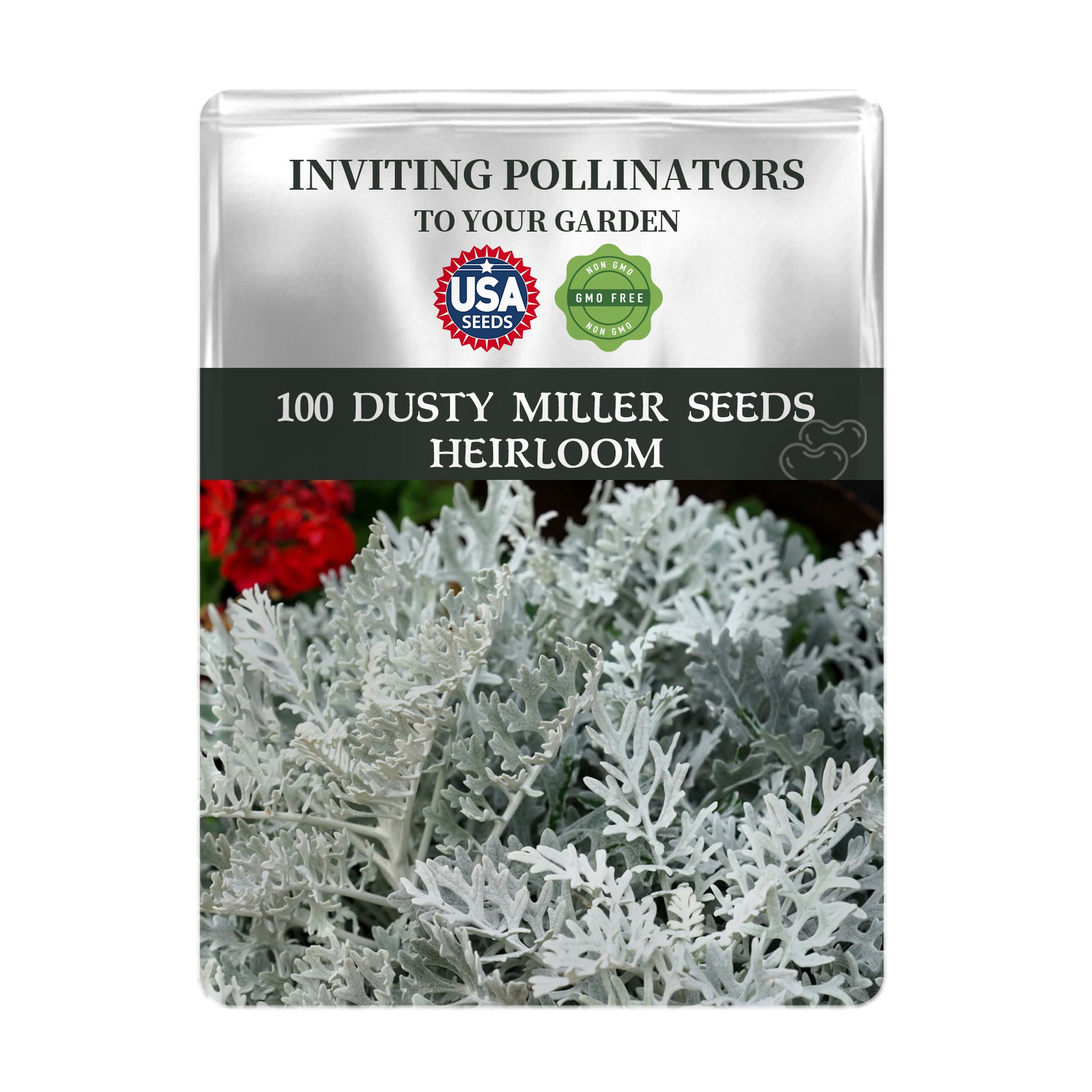 Seeds packet for Silver Lace Foliage Dusty Miller Seeds with plant image on a white background