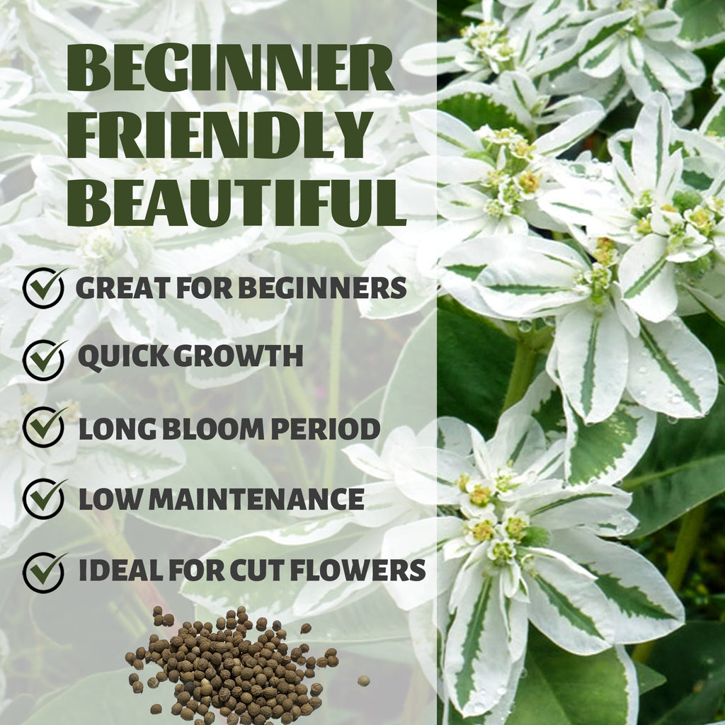 White flowers with green leaves and text about plant characteristics on a blurred background.Snow on the Mountain Euphorbia Seeds