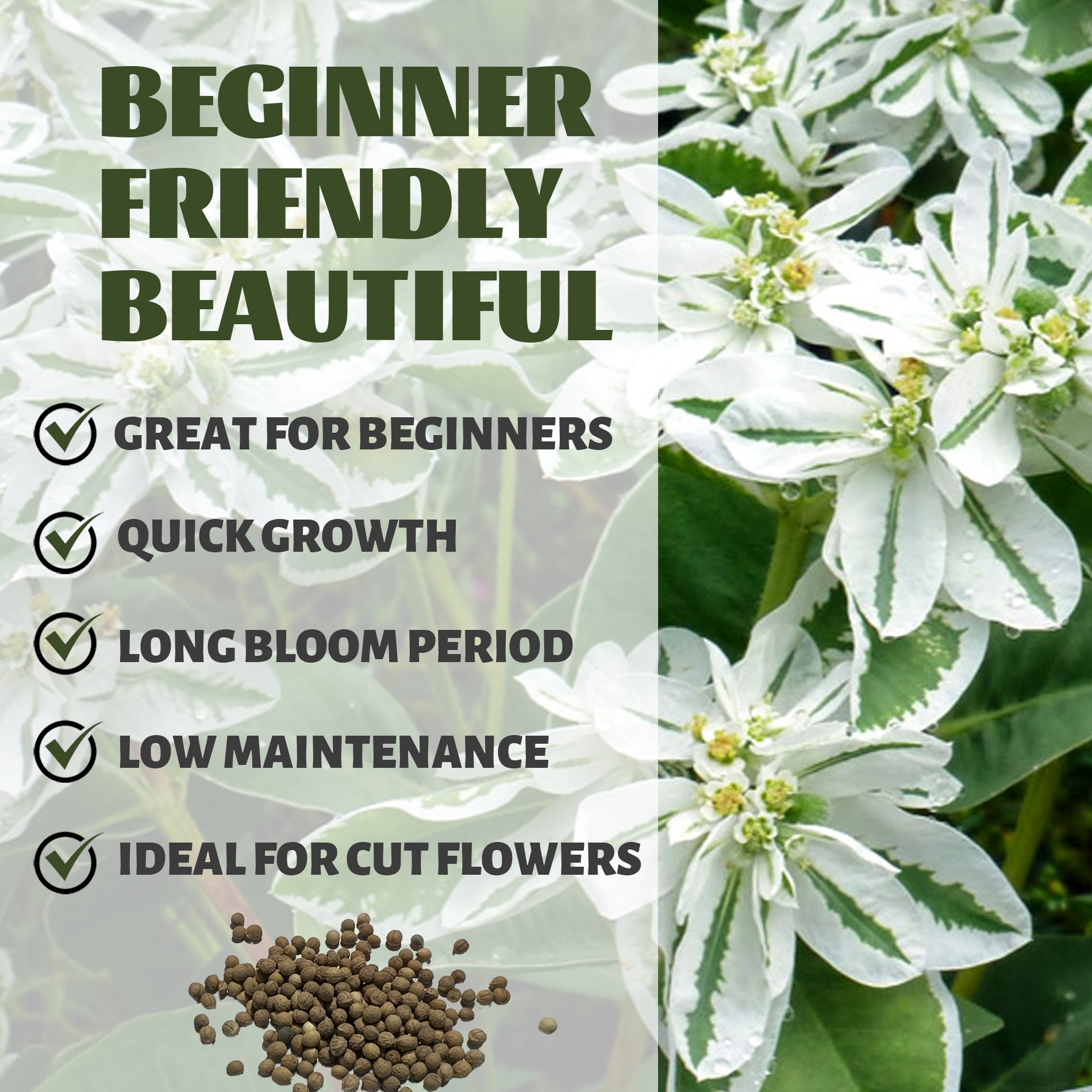 White flowers with green leaves and text about plant characteristics on a blurred background.Snow on the Mountain Euphorbia Seeds