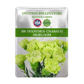 Sweet William Dianthus Seeds packet for Dianthus Chabaud with green flowers on a white background