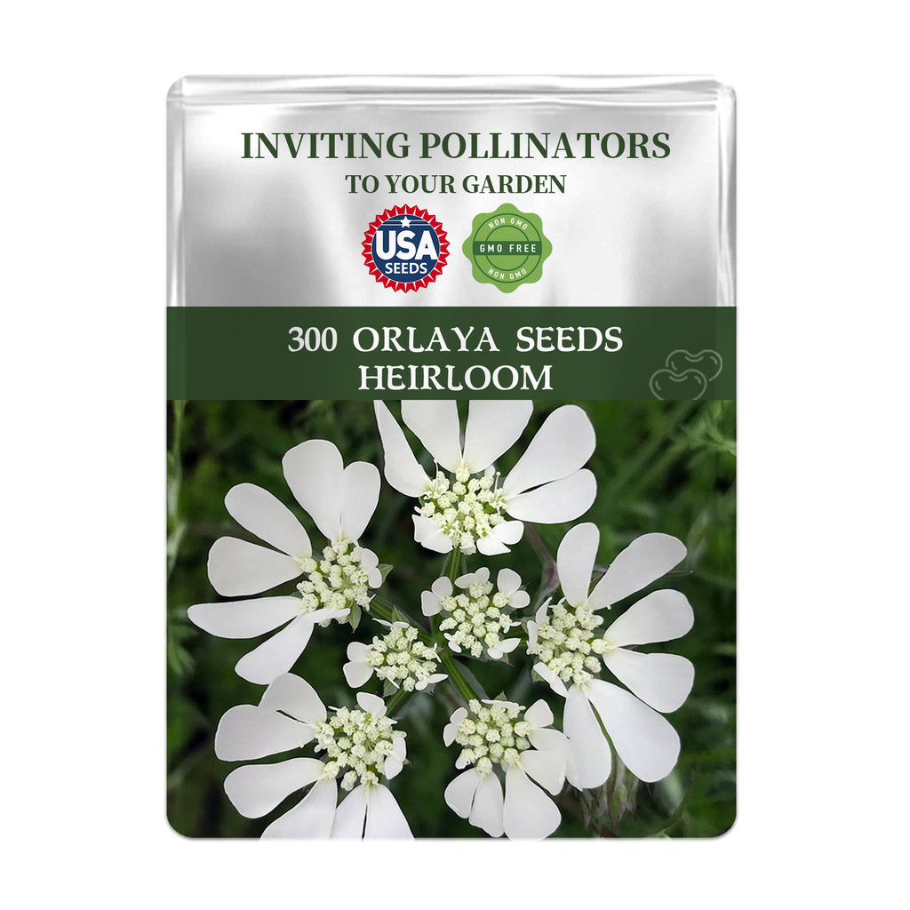 Seeds packet for Orlaya seeds with white flowers on a green background