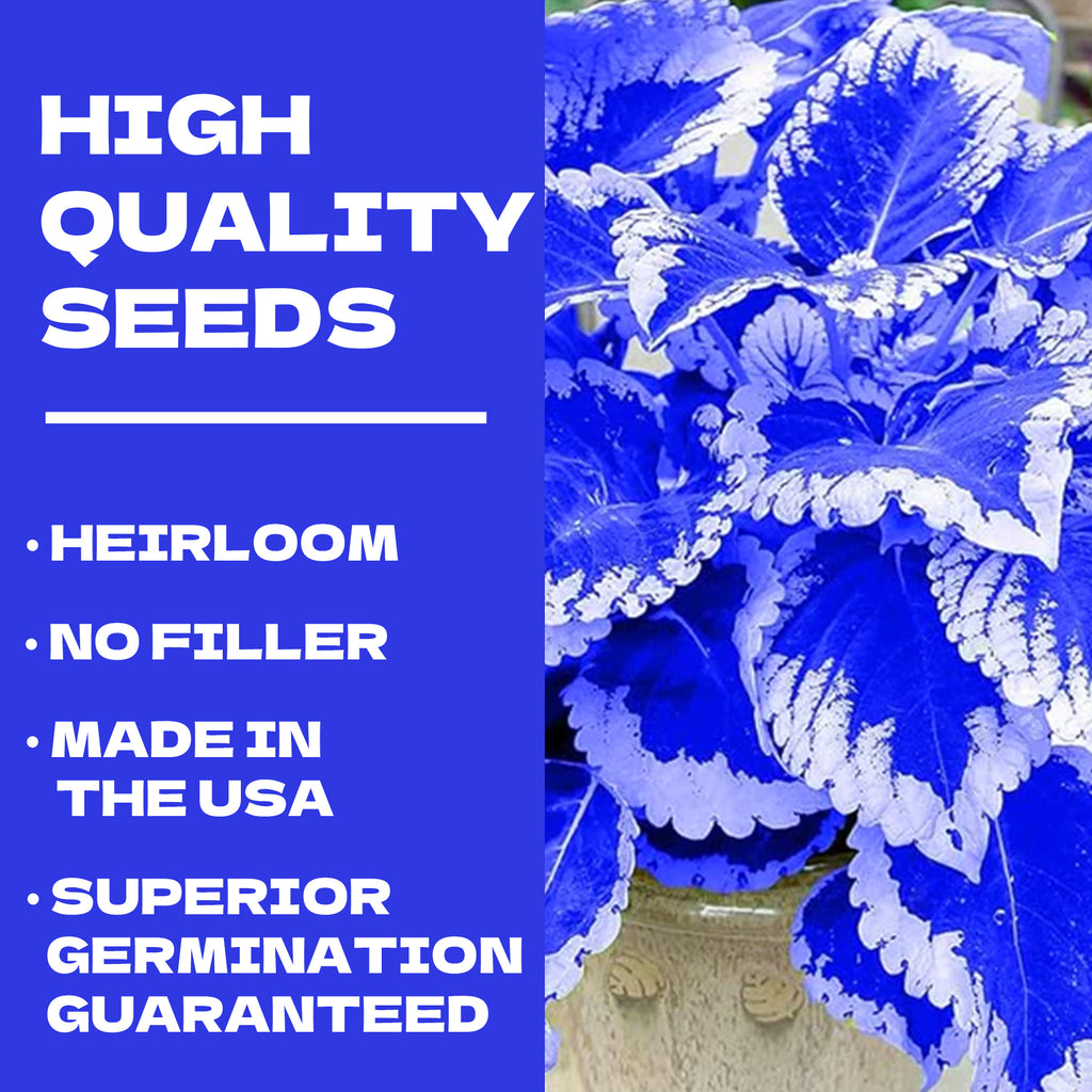 Painted Nettle Foliage Mix Coleus Seeds Blue and white leafy plant with promotional text about high-quality seeds on a blue background