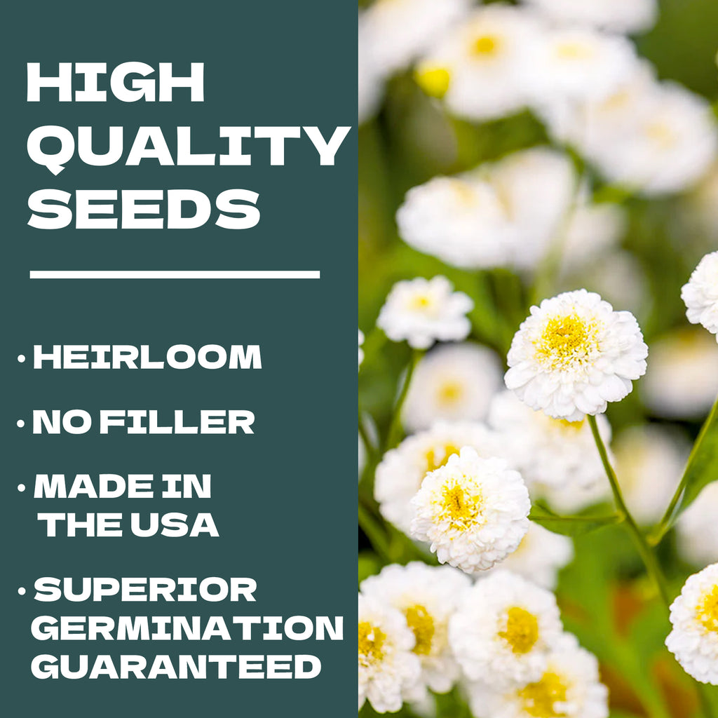 Advertisement for high-quality White Wonder Matricaria Feverfew Tetra Seeds with text and white flowers in the background