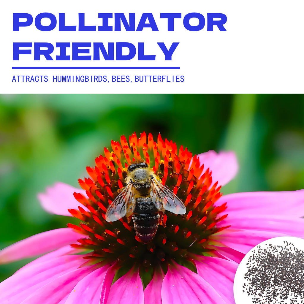 Bee on a Painted Nettle Foliage Mix Coleus Seeds flower with text about pollinator-friendly plants.