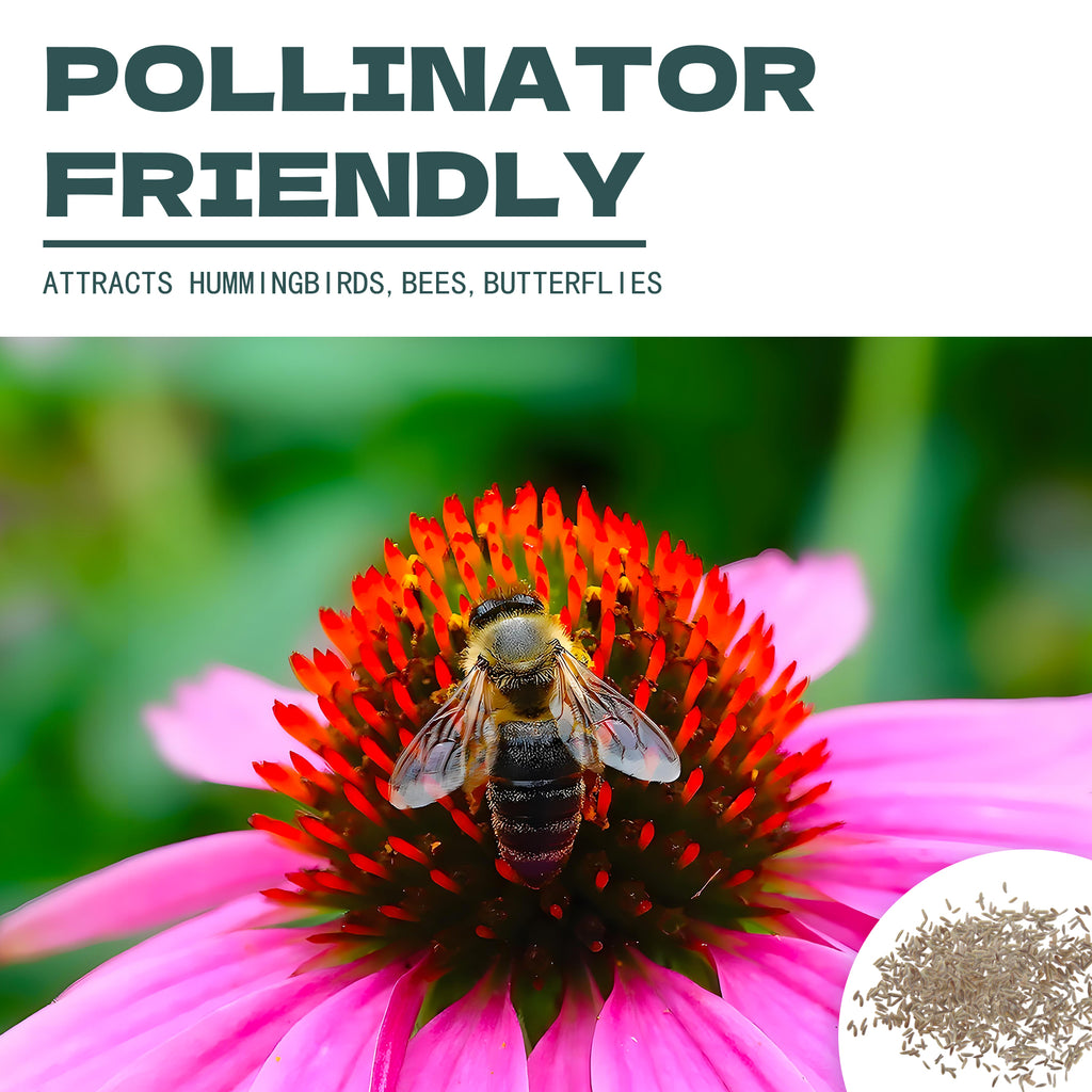 Bee on a White Wonder Matricaria Feverfew Tetra Seeds flower with text 'Pollinator Friendly' and benefits listed.