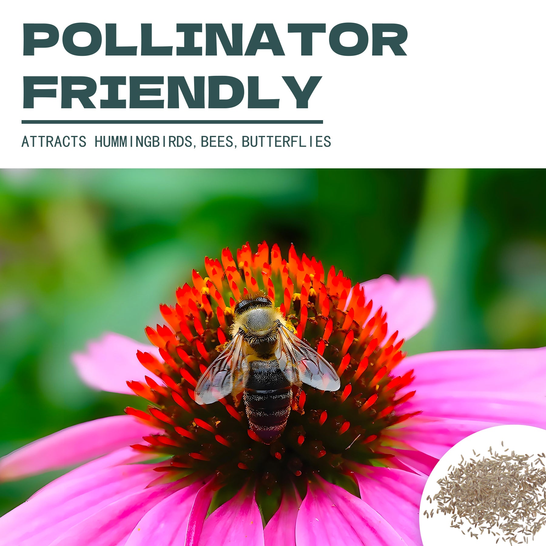 Bee on a White Wonder Matricaria Feverfew Tetra Seeds flower with text 'Pollinator Friendly' and benefits listed.
