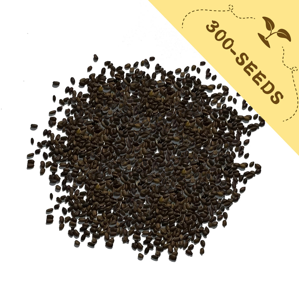 Bee Balm Bergamot Monarda Seeds with a yellow label indicating '300-seeds' on a white background