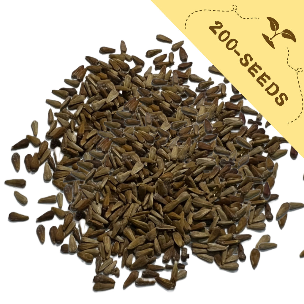 Pile of Cut Flower China Aster Seeds with a yellow label indicating '200-seeds' on a white background