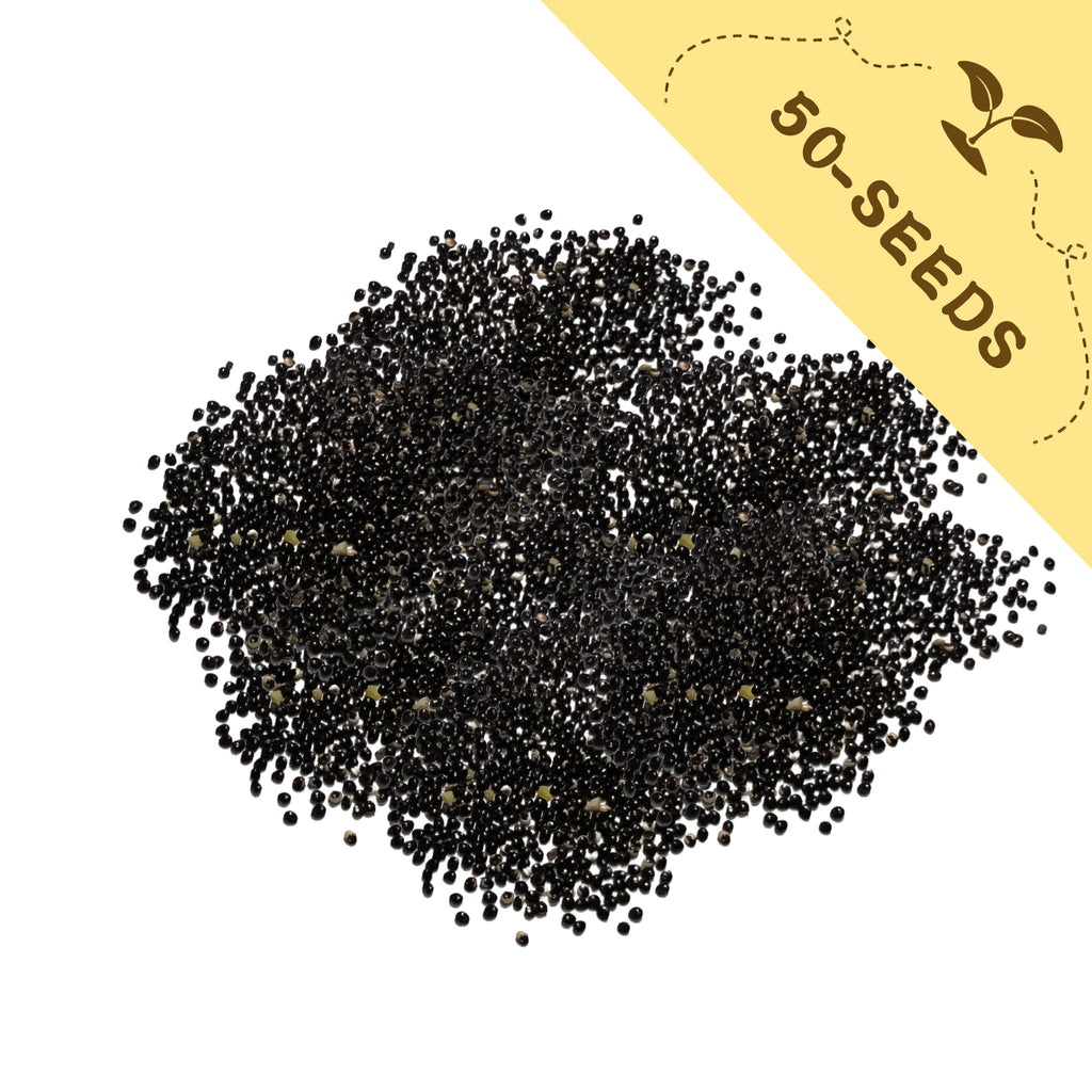 Mahogany Splendor Hibiscus Seeds with a yellow label indicating '50-seeds' on a white background