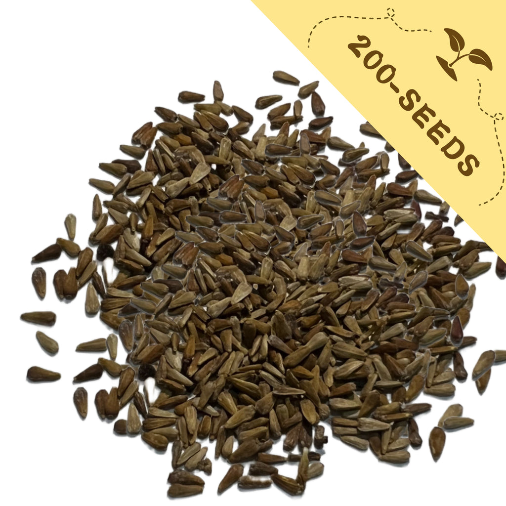 Pile of Cut Flower China Aster Seeds  with a yellow label indicating '200-seeds' on a white background