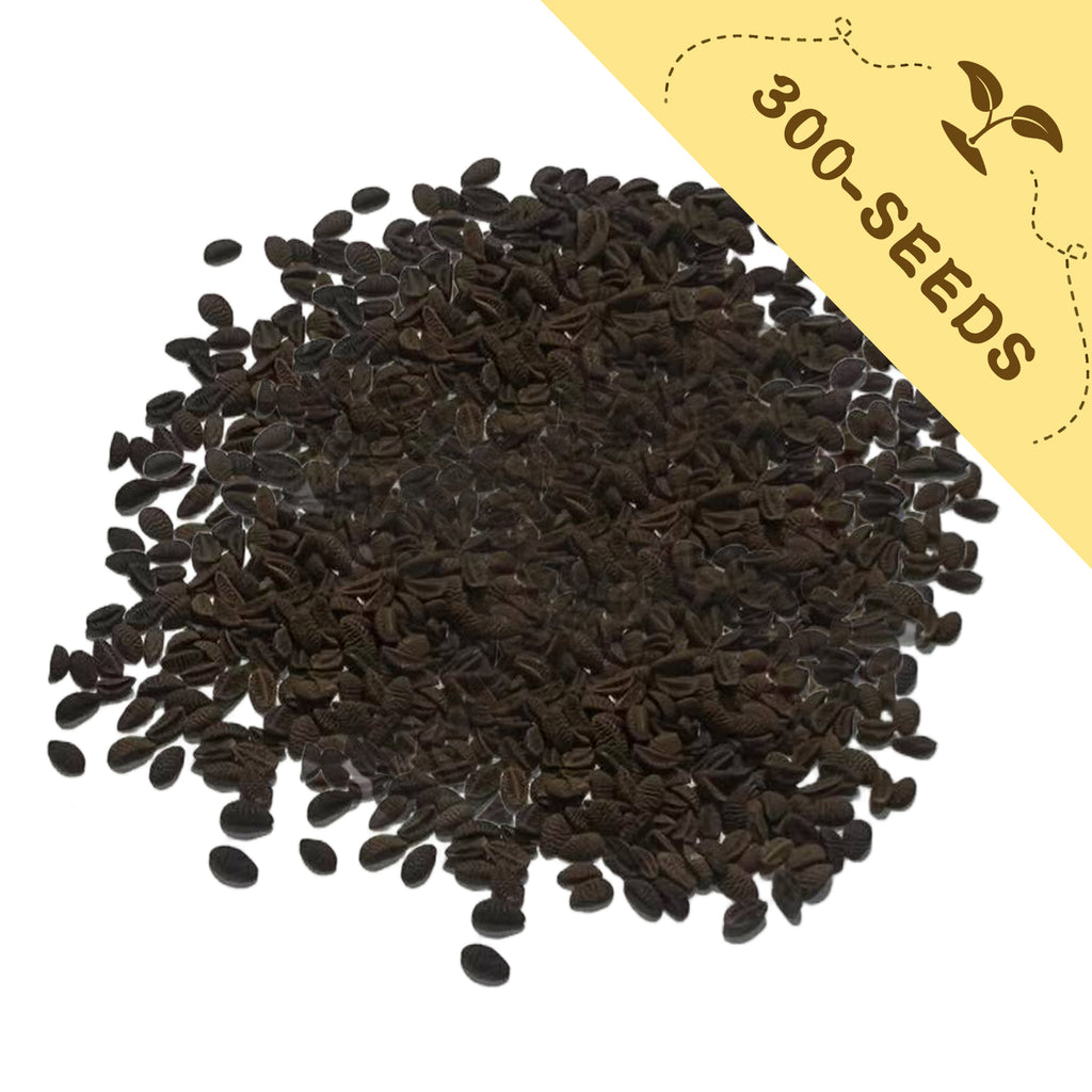 Pile of Phacelia seeds with a yellow label indicating '300-seeds' on a white background