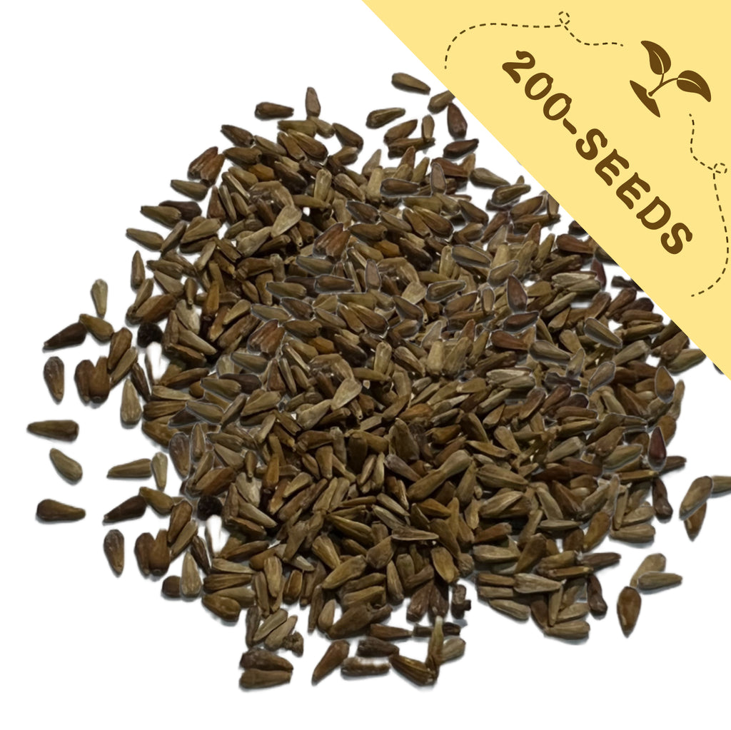 Pile of Mix Tall China Aster Seeds with a yellow label indicating '200-seeds' on a white background