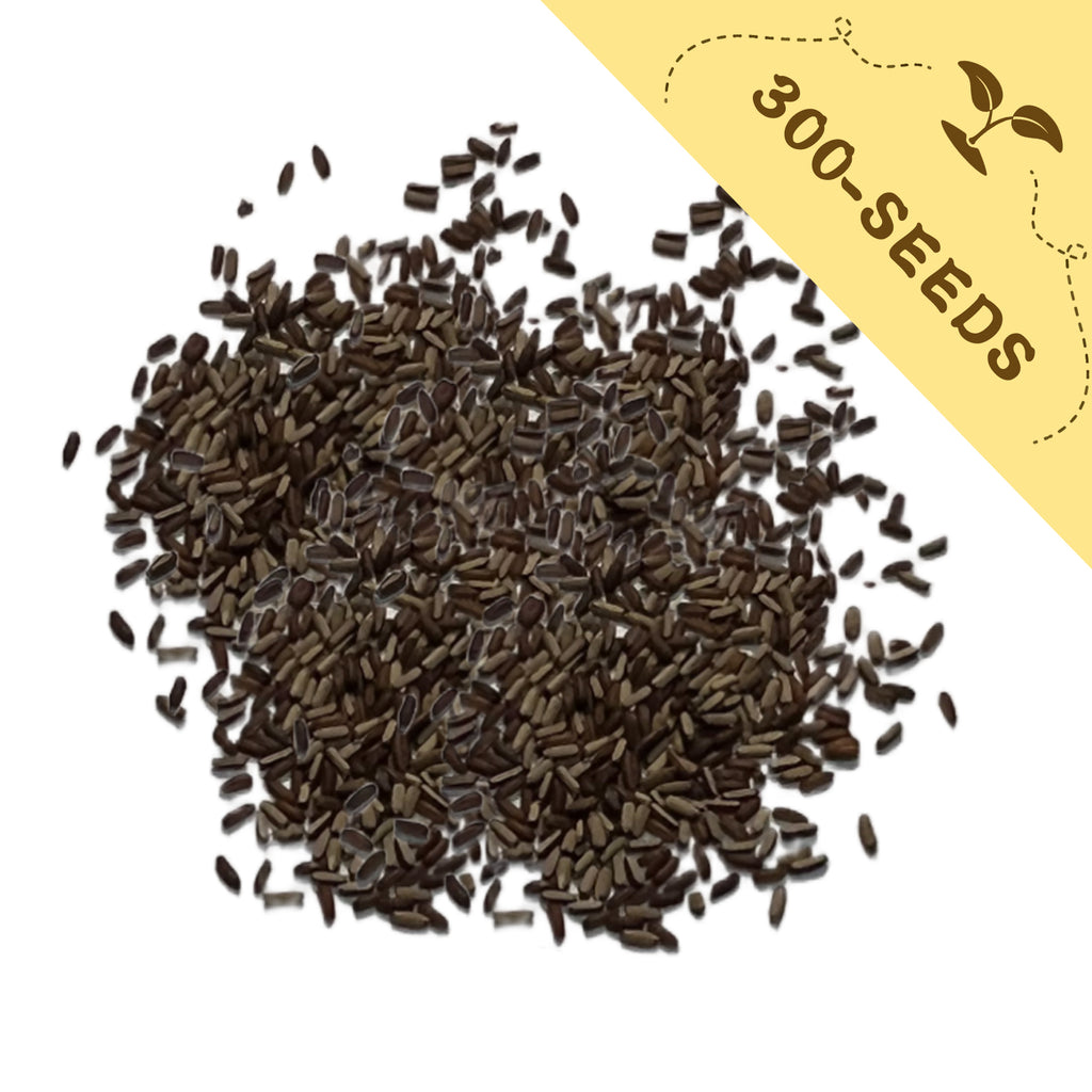 Bonariensis Tall Verbena Seeds with a yellow label indicating '300-seeds' on a white background