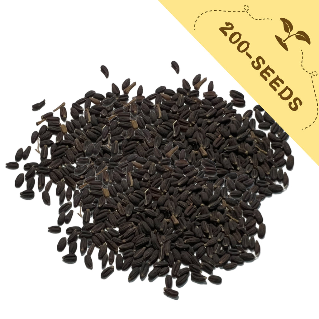 Pile of Green Gold Hare's Ear Filler Bupleurum Seeds with a yellow label indicating '200-seeds' on a white background