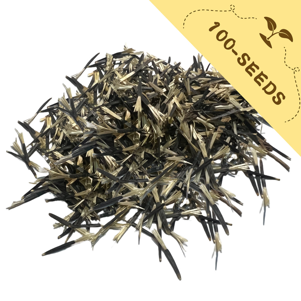 Heap of Queen Sophia Marigold Seeds with a yellow label indicating '100-seeds' on a white background.